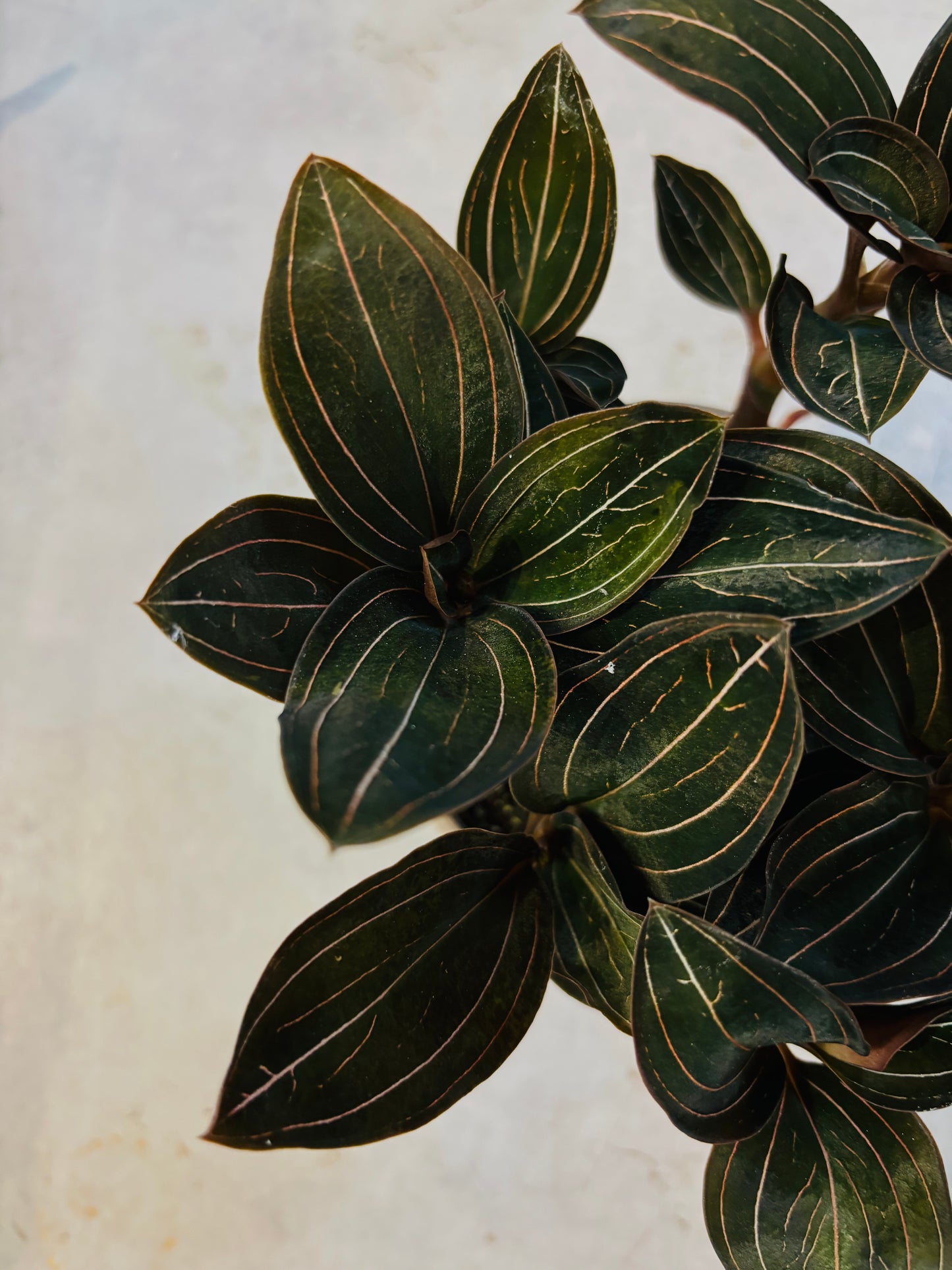 Ludisia Discolor