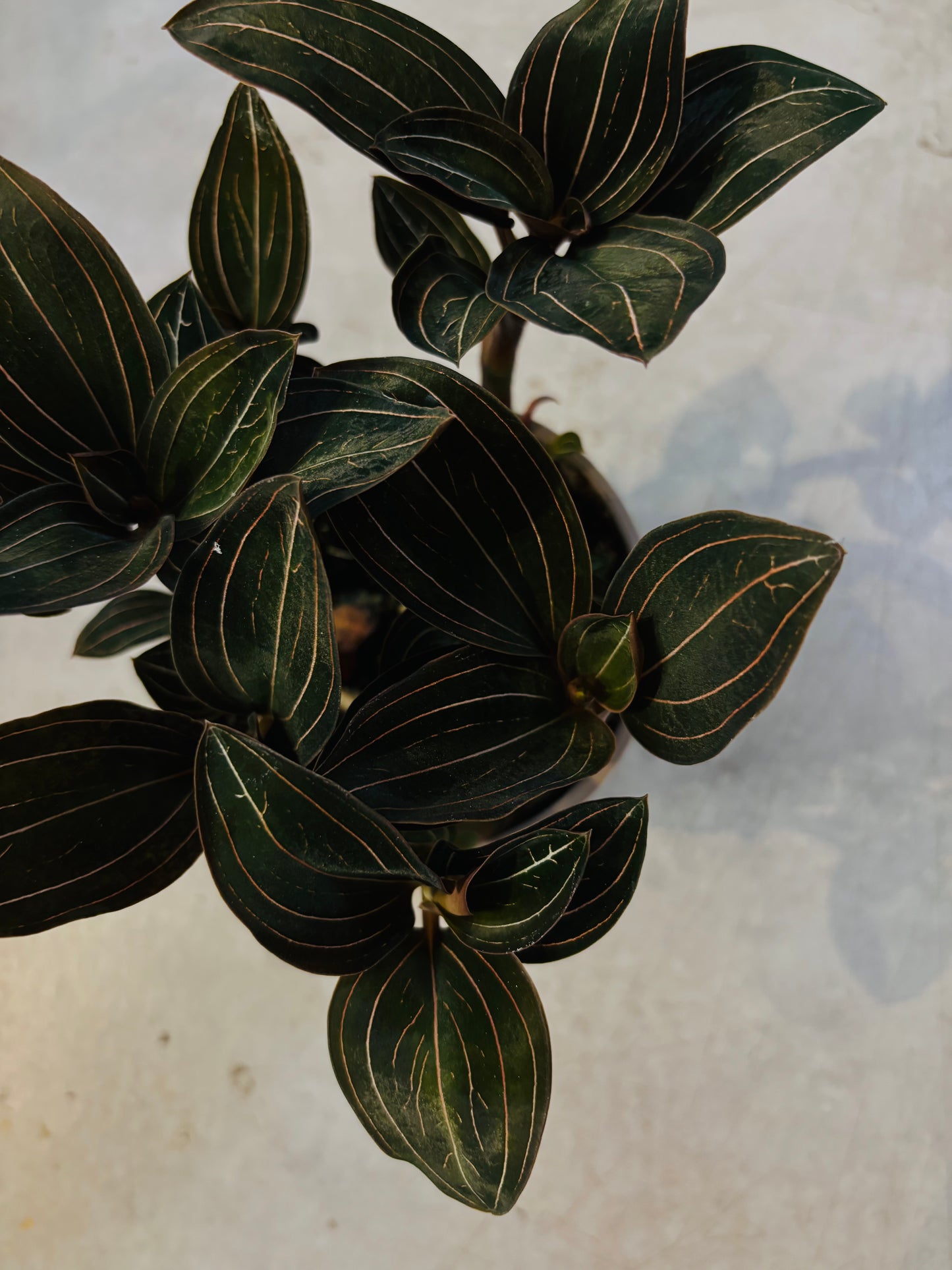 Ludisia Discolor