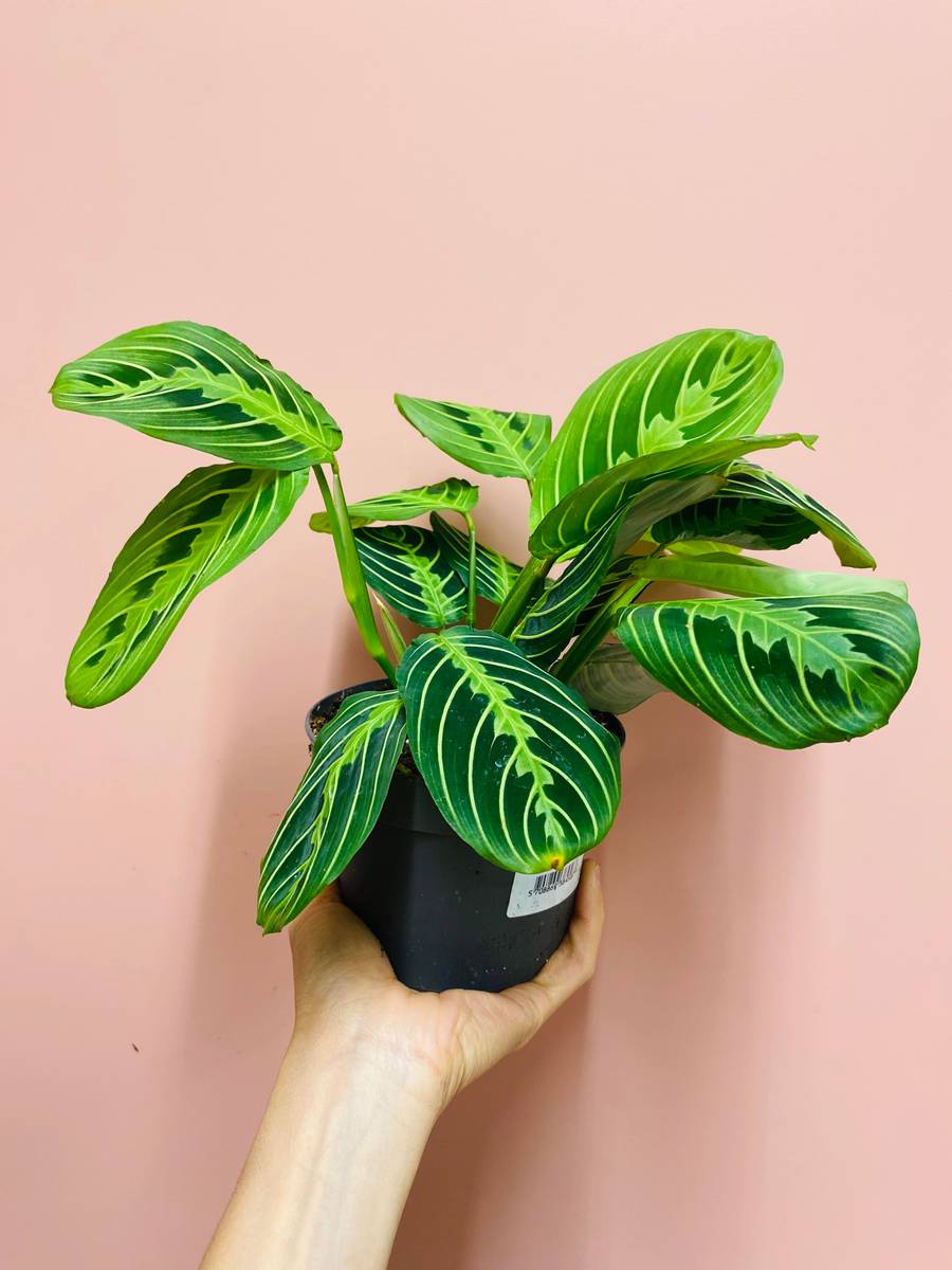 Livlige Maranta Lemon Lime-plante, utstråler tropisk eleganse og friskhet.