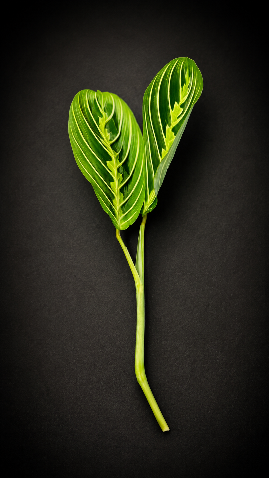 Maranta Lemon Lime - Stikling