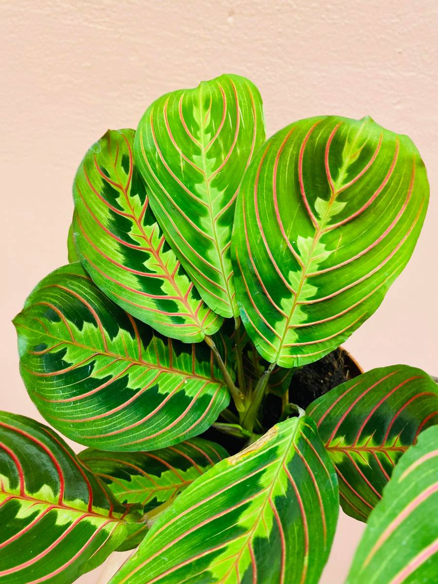 Lysende grønne blader med røde årer på en Maranta Leuconeura 'Fascinator'.