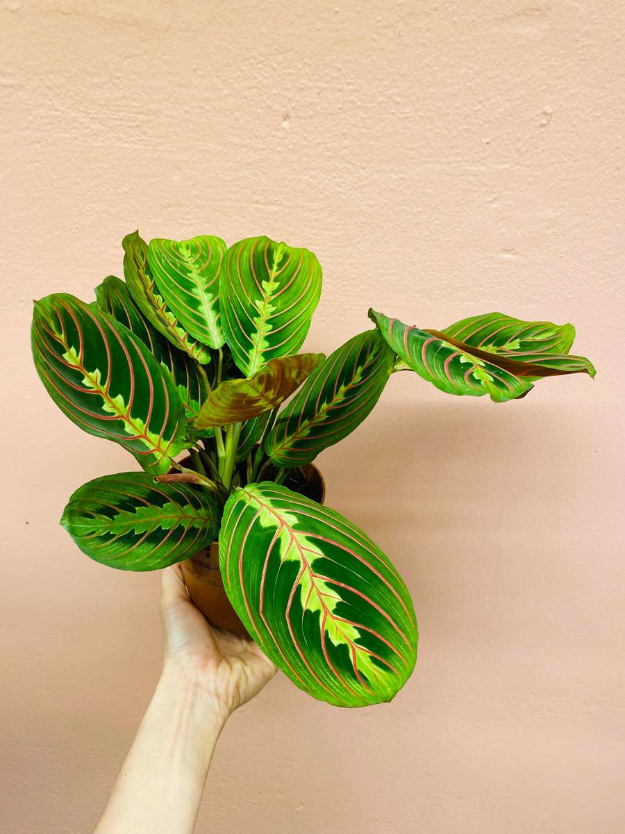 Lysende grønne blader med røde årer på en Maranta Leuconeura 'Fascinator'.