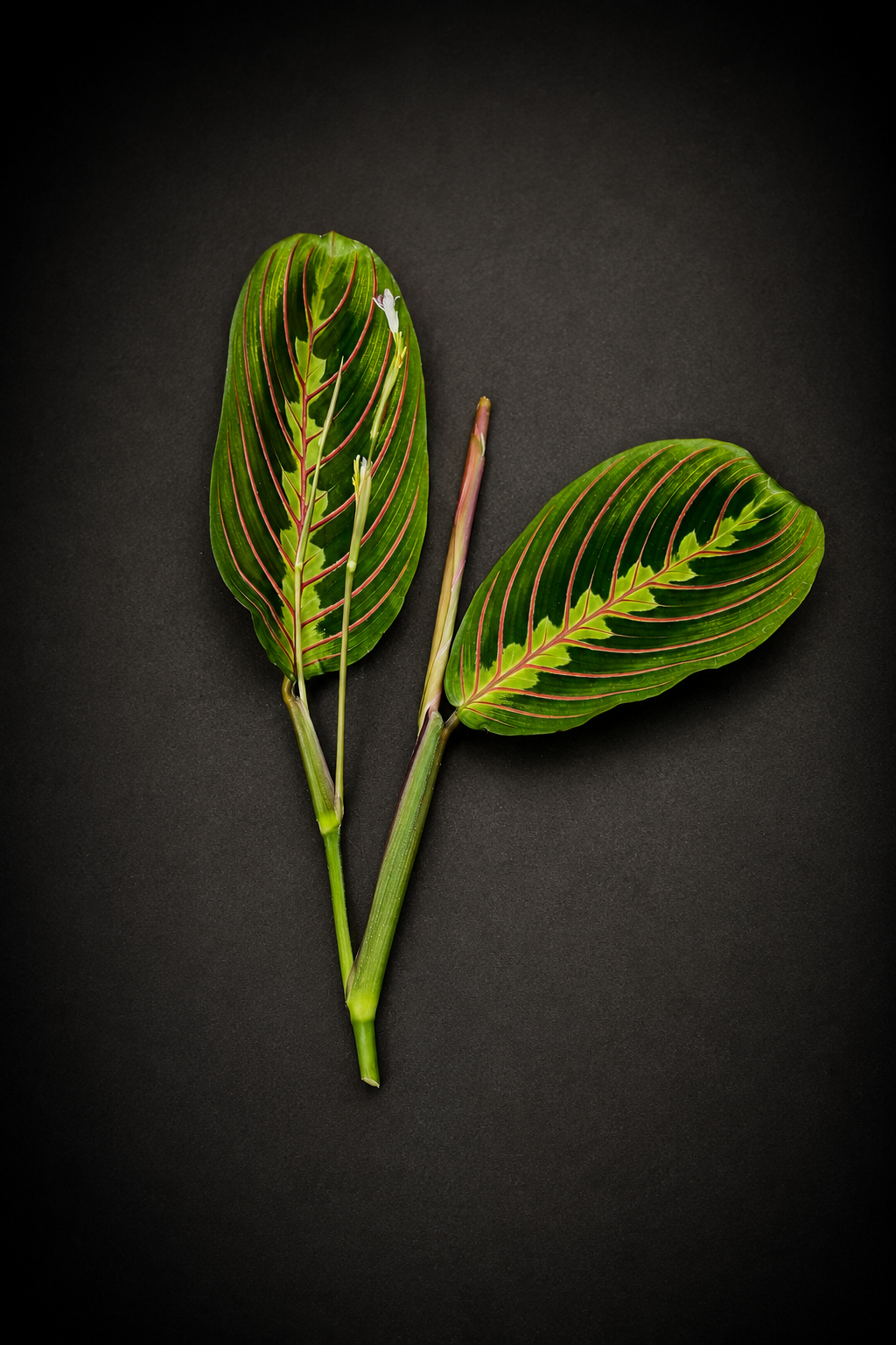 Maranta Leuconeura Fascinator - Stikling