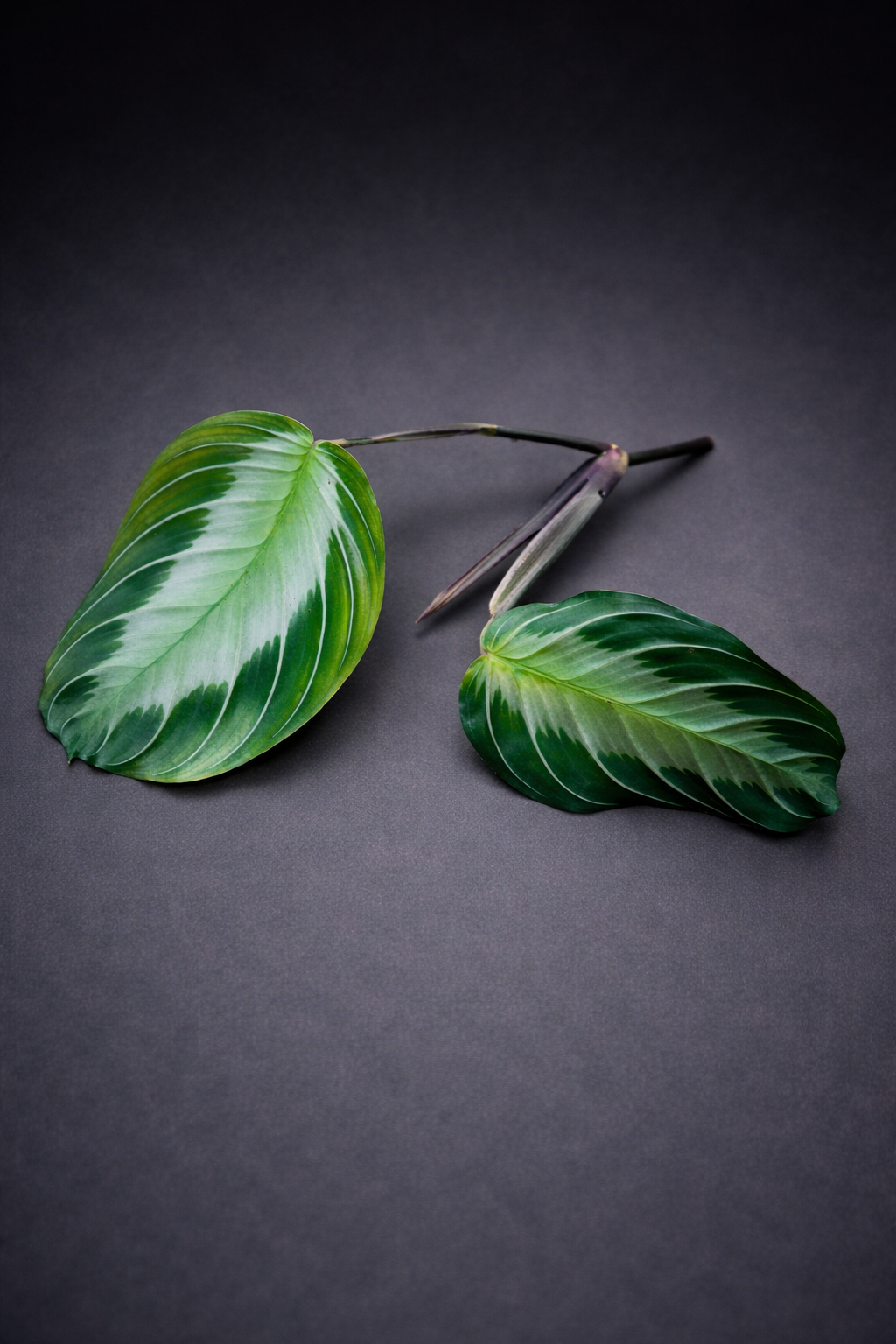Maranta Silver Band - Stikling