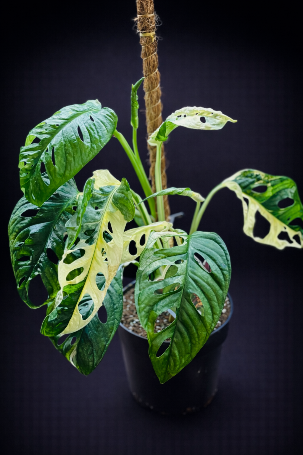 Monstera Adansonii Albo Variegata