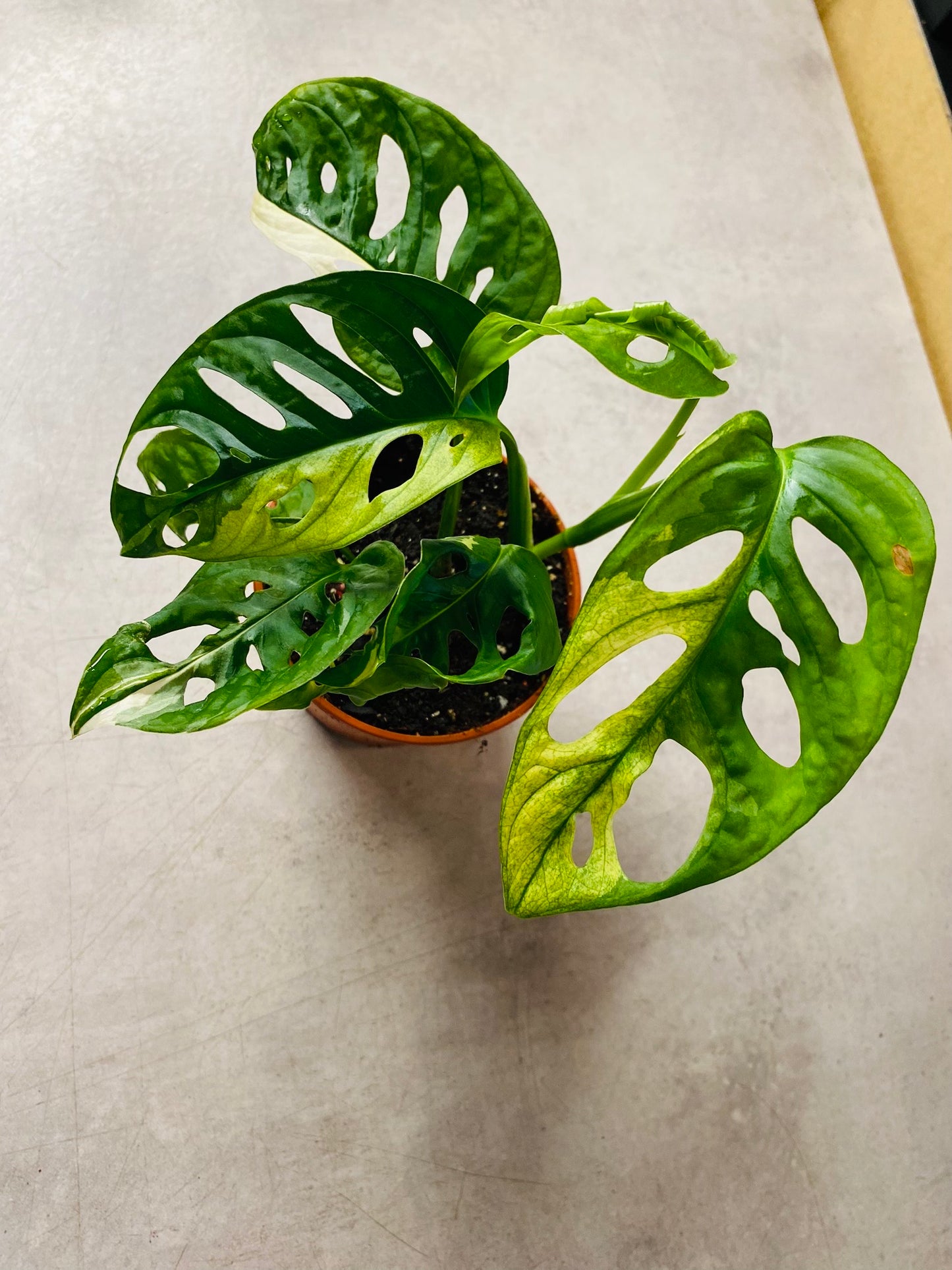 Monstera Adansonii Albo Variegata