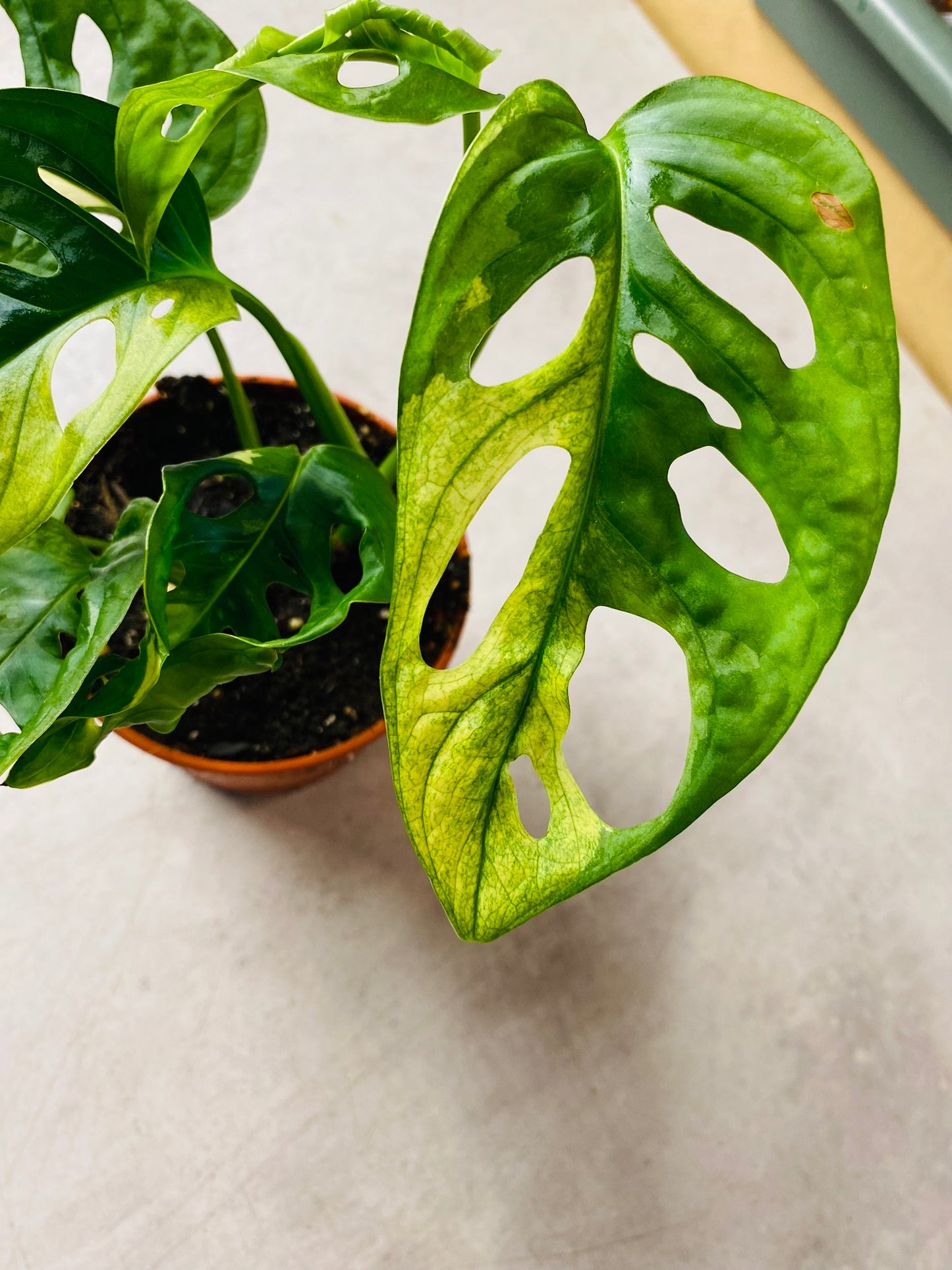 Monstera Adansonii Albo Variegata