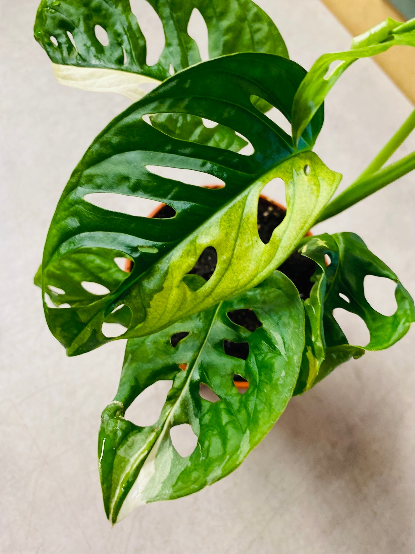 Monstera Adansonii Albo Variegata