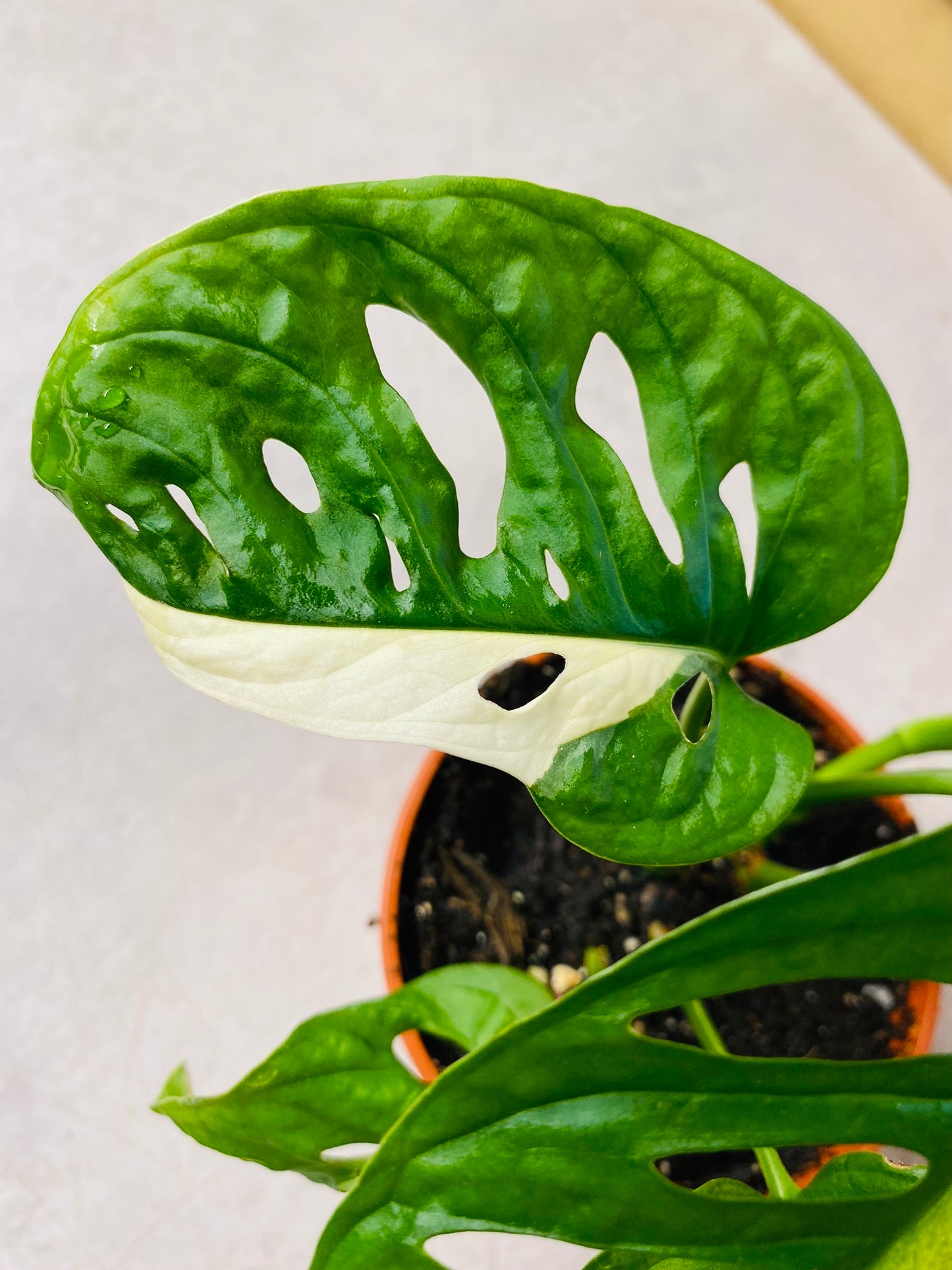 Monstera Adansonii Albo Variegata