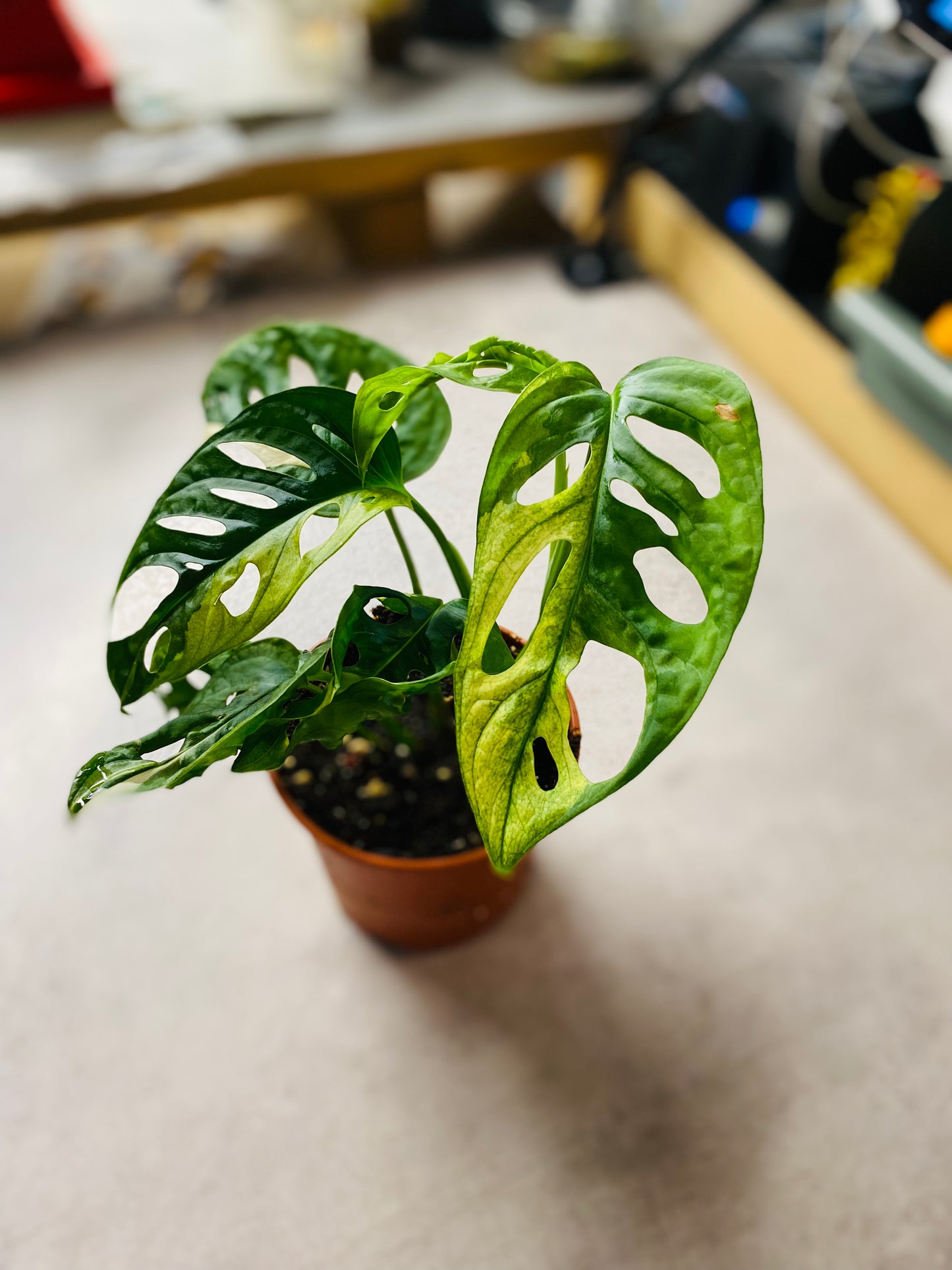 Monstera Adansonii Albo Variegata