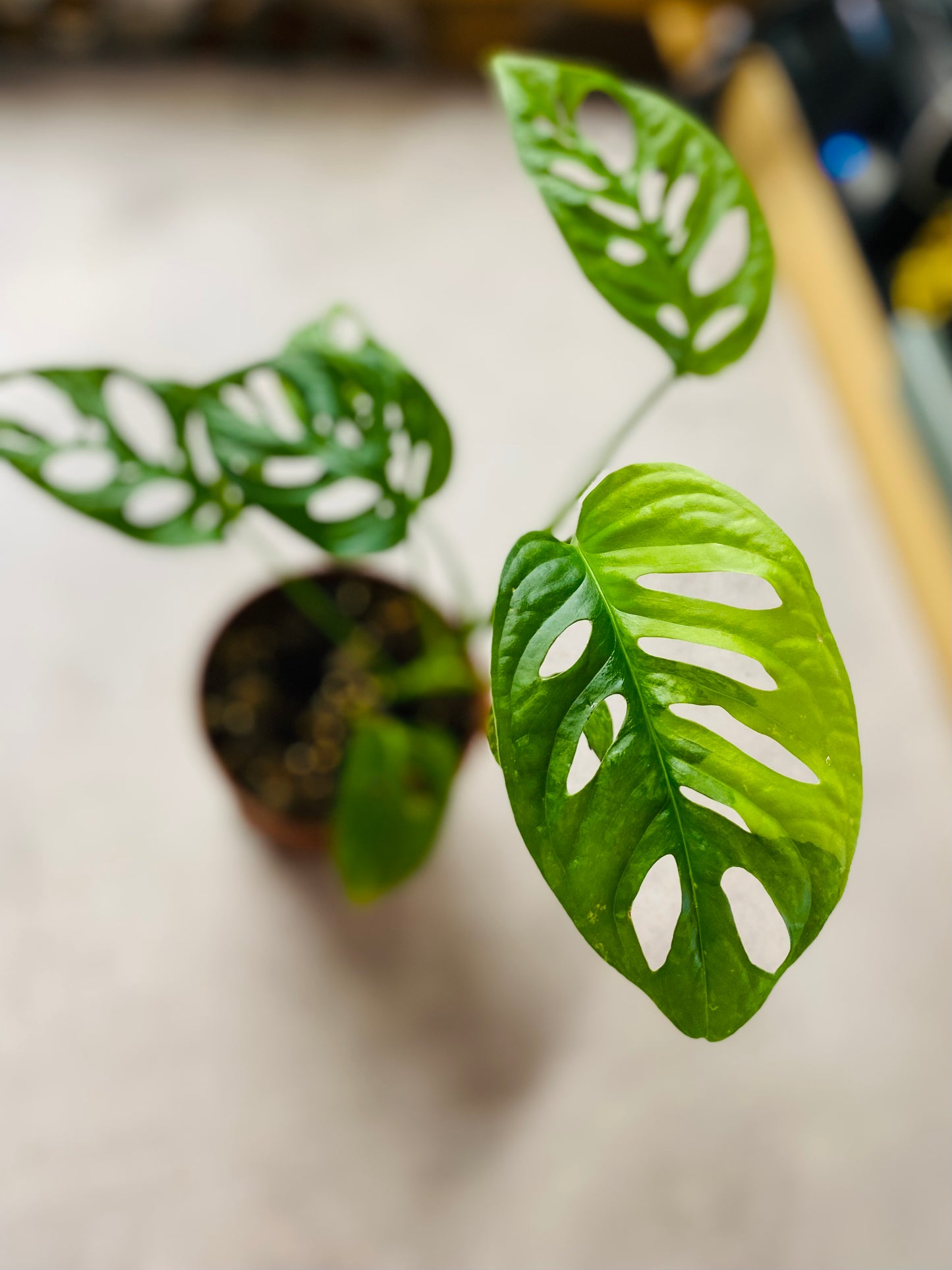 Monstera Adansonii Aurea Variegata