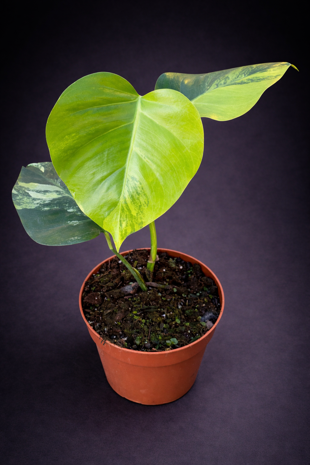 Monstera Aurea Variegata