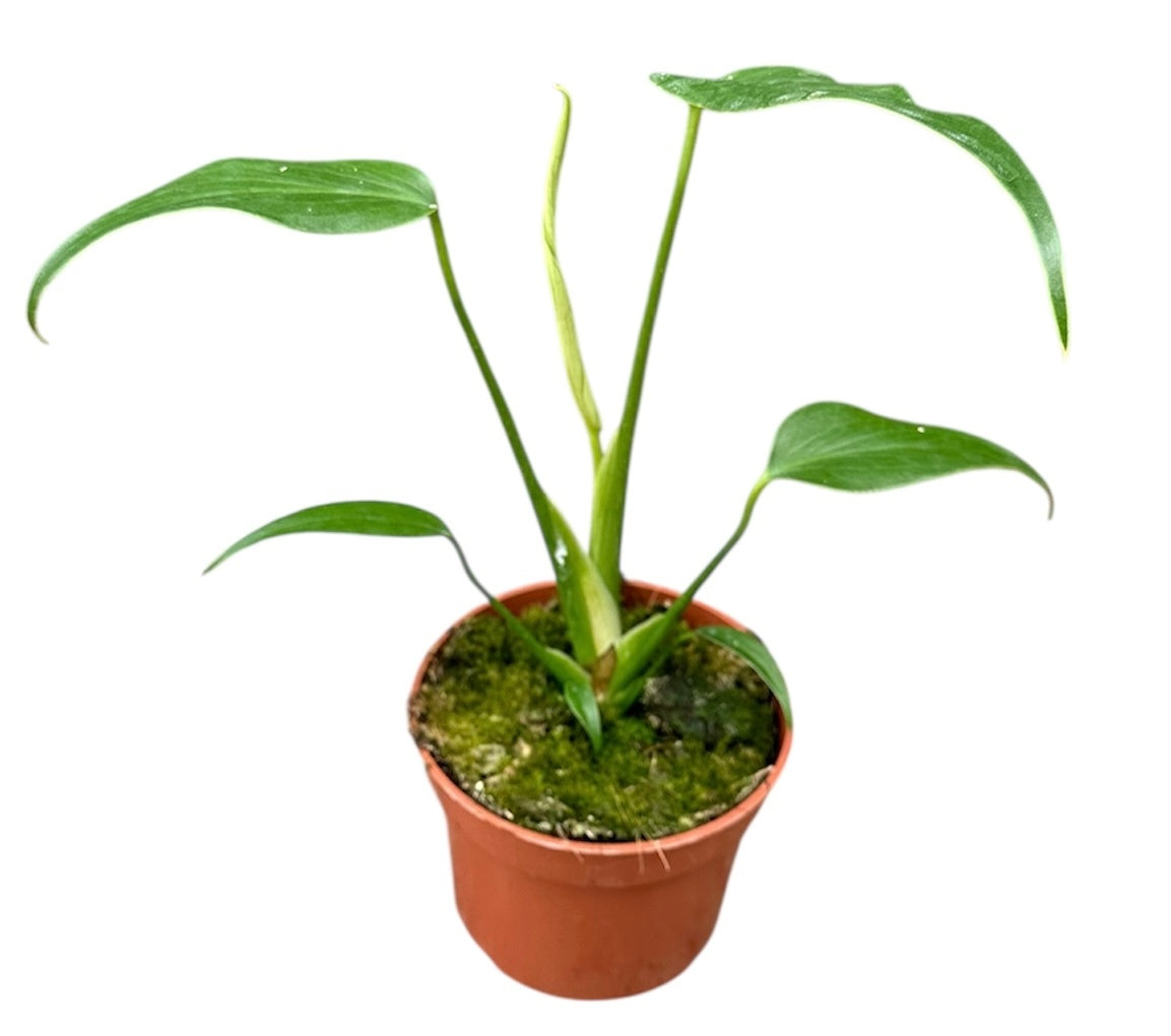 Monstera Burle Marx Flame - 10,5 cm potte