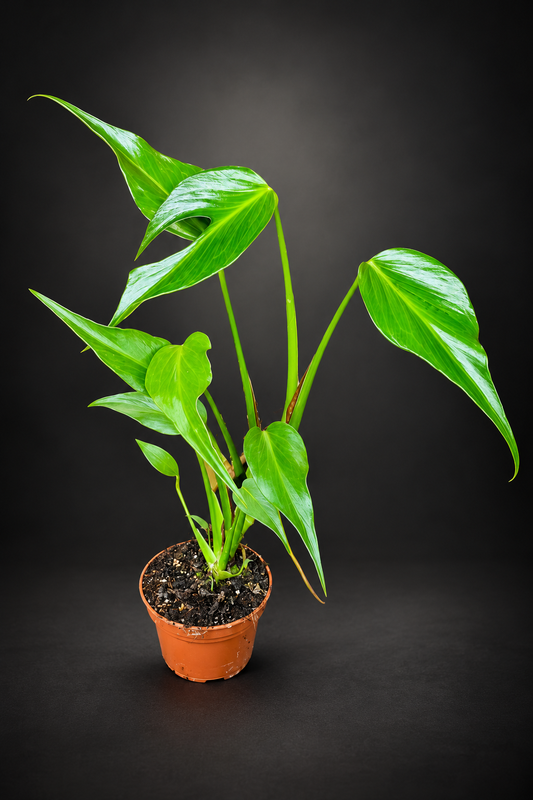 Monstera Burle Marx Flame - 13 cm potte