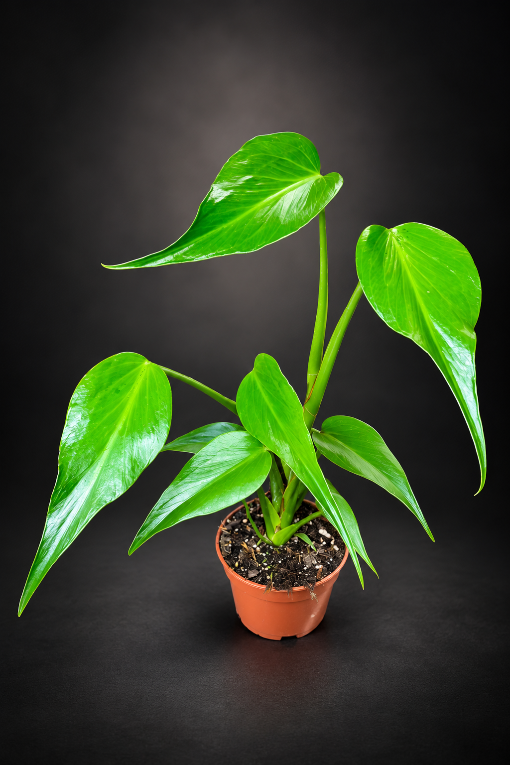Monstera Burle Marx Flame - 13 cm potte