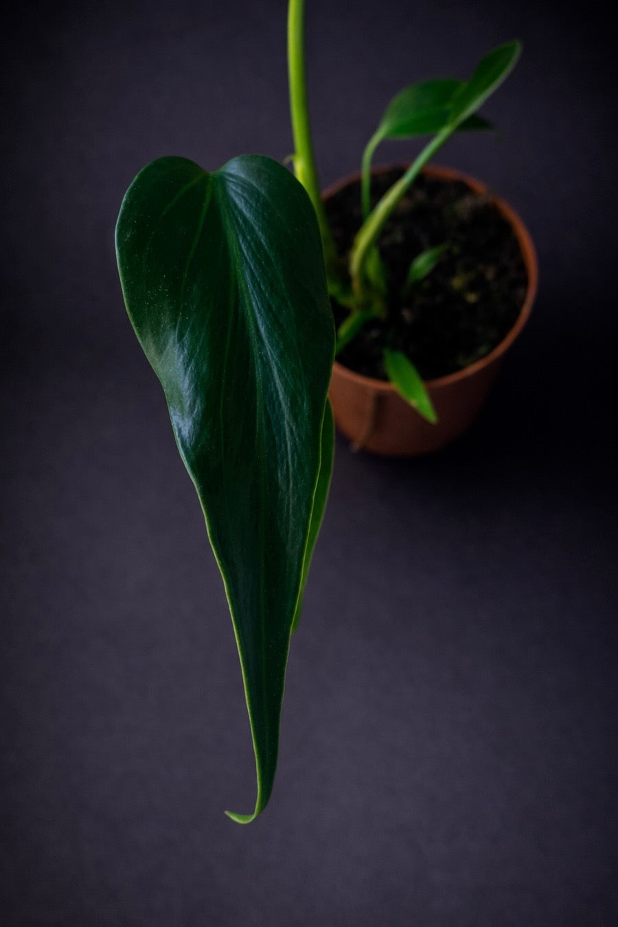 Monstera Burle Marx Flame