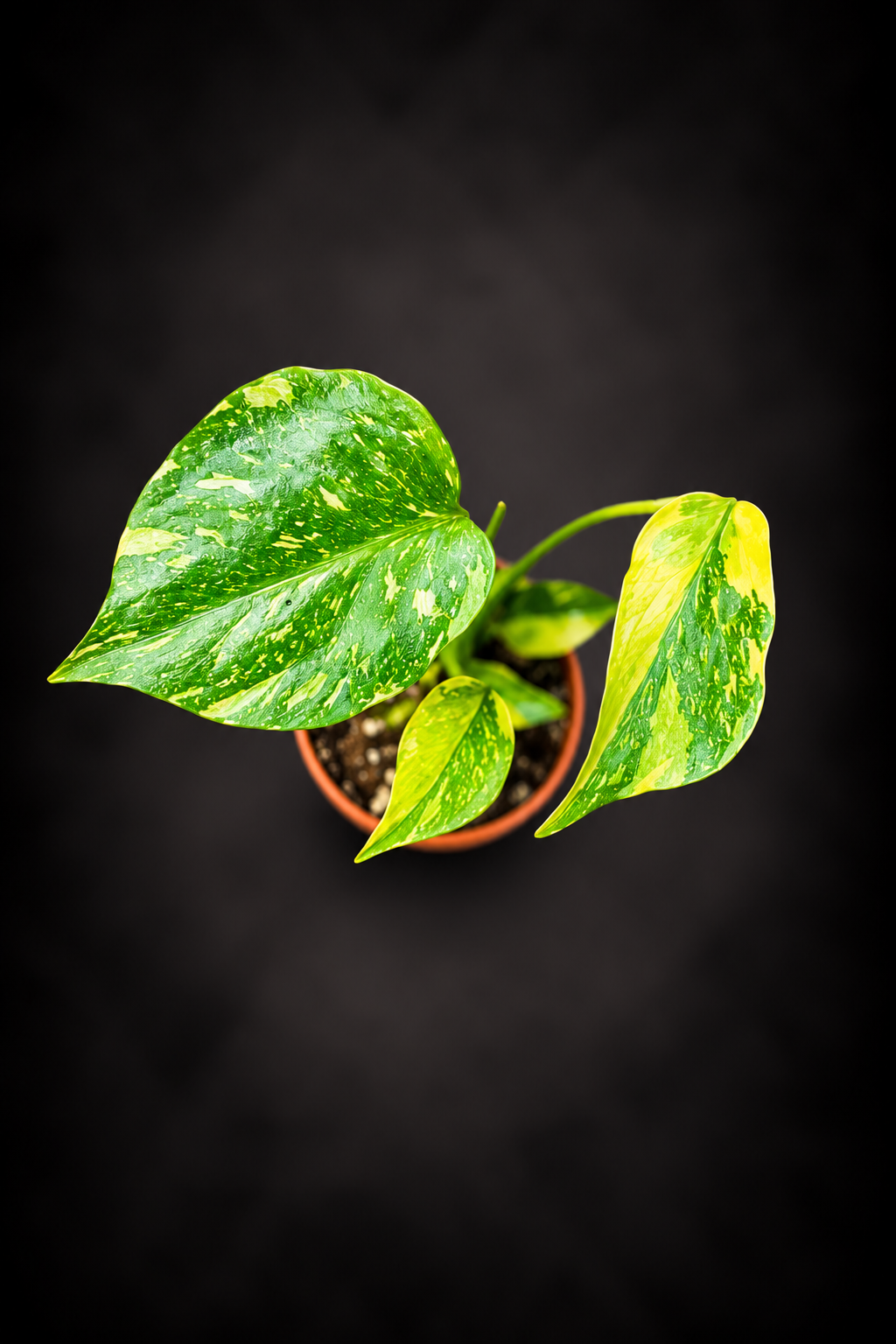 Monstera Electro Light