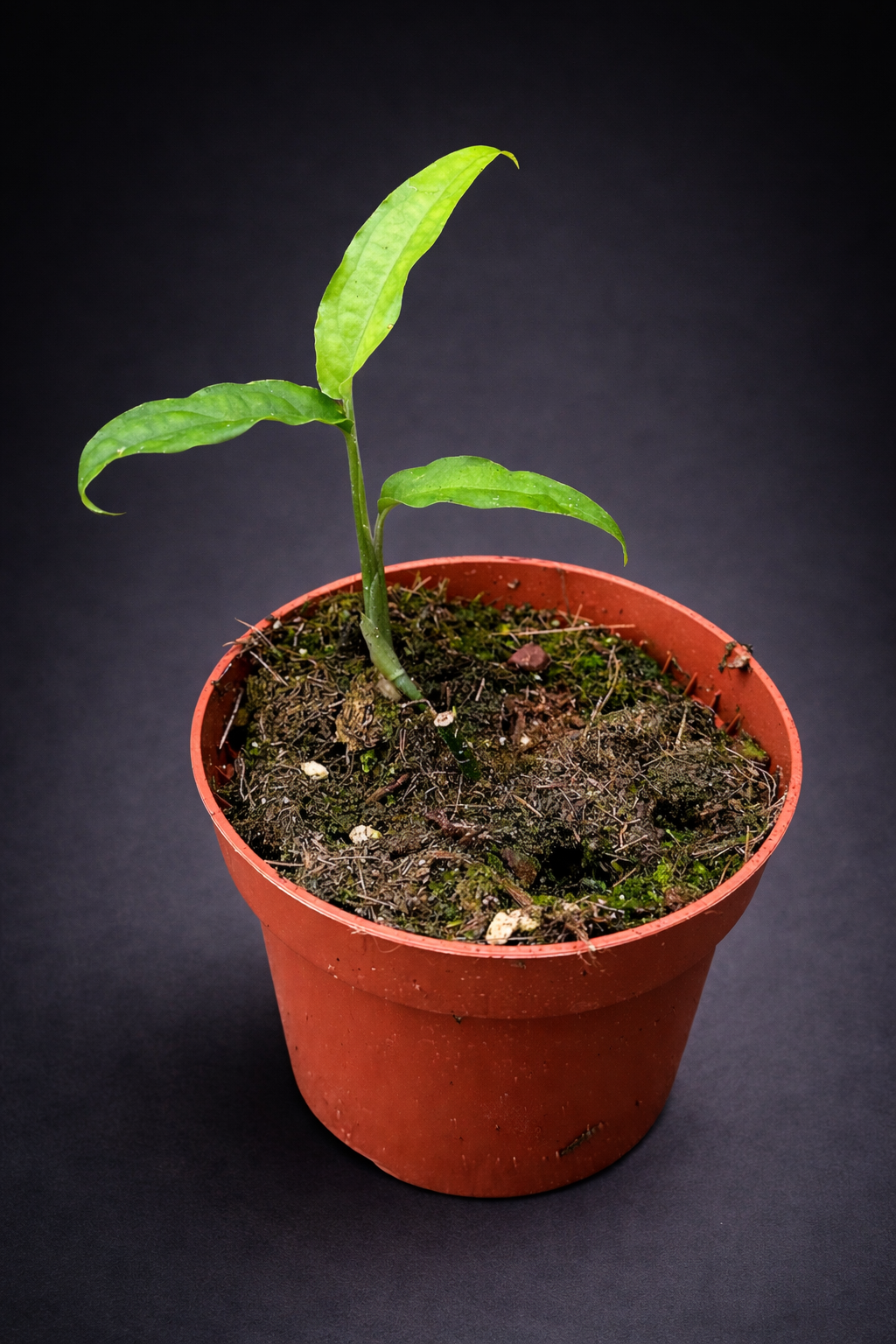 Monstera Obliqua Yasuni