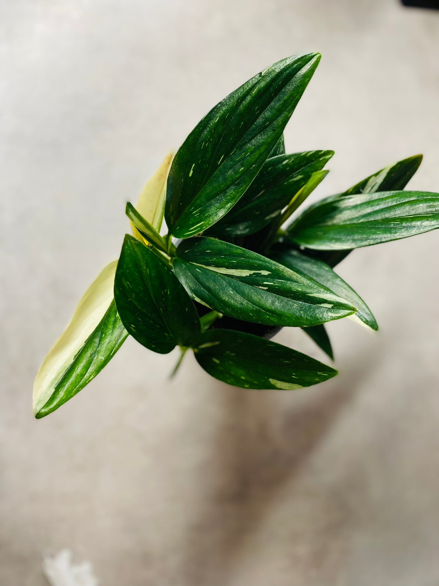 Monstera Standleyana Variegata