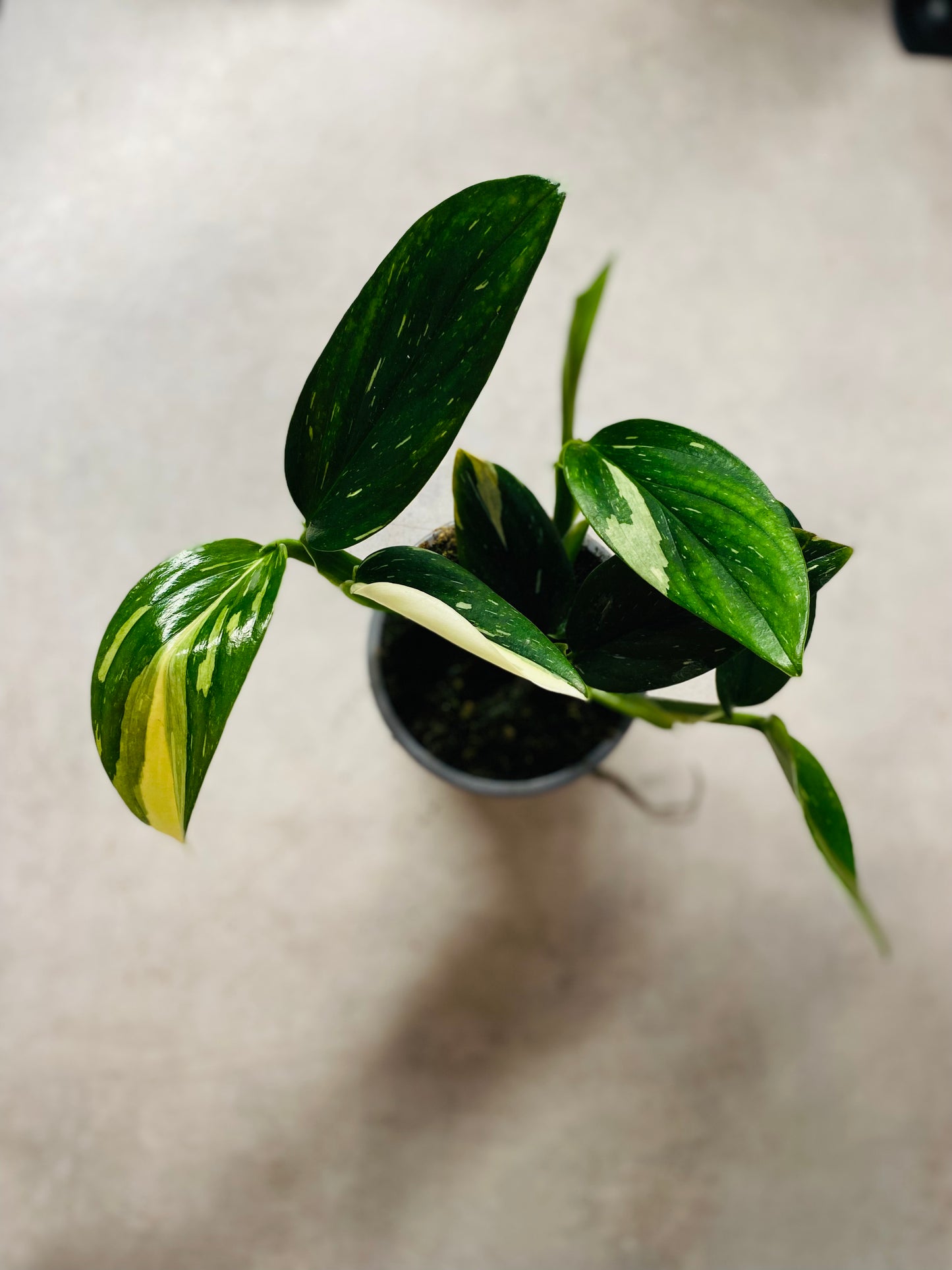 Monstera Standleyana Variegata