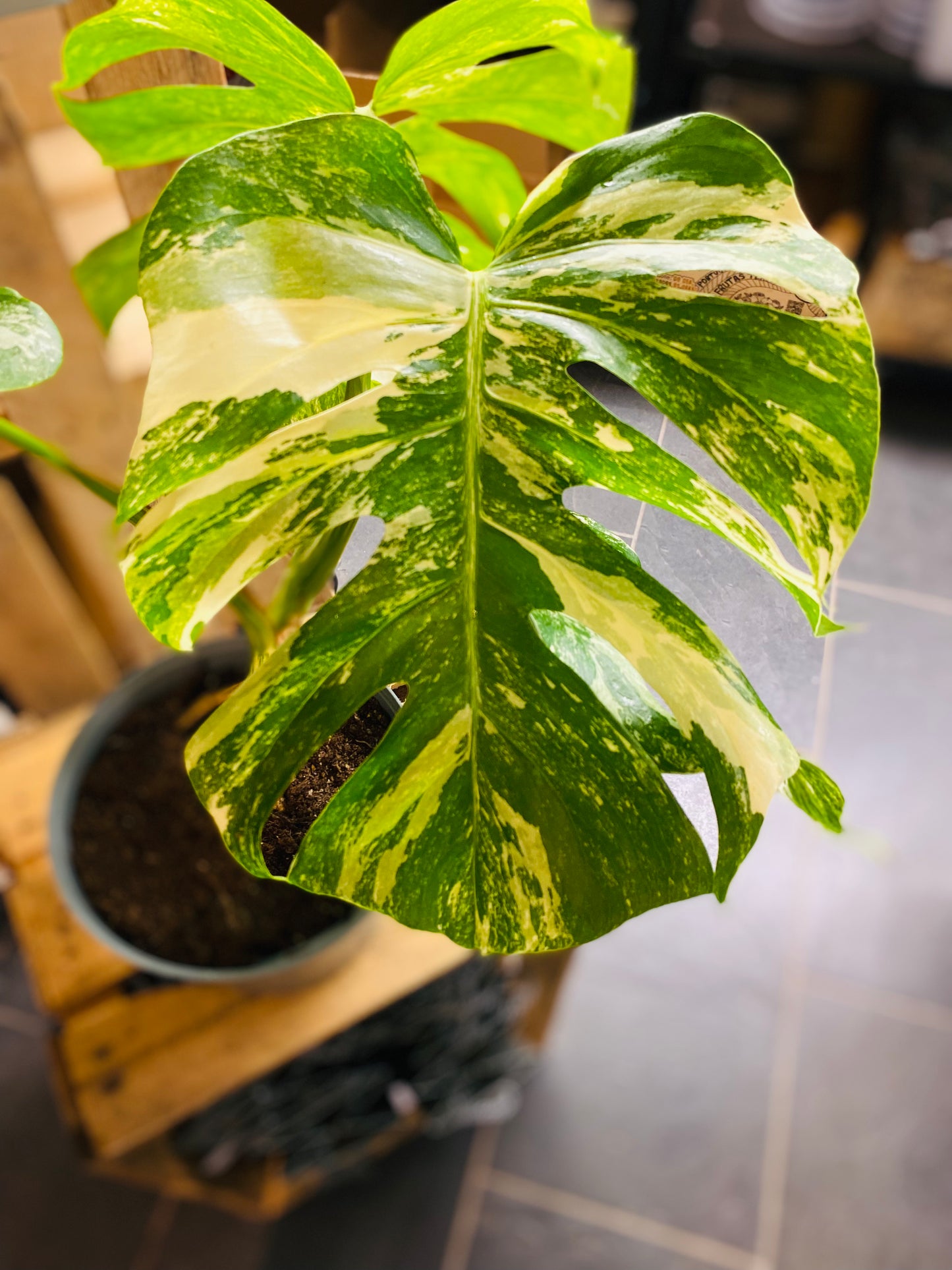 Monstera Variegata - Mye - 1