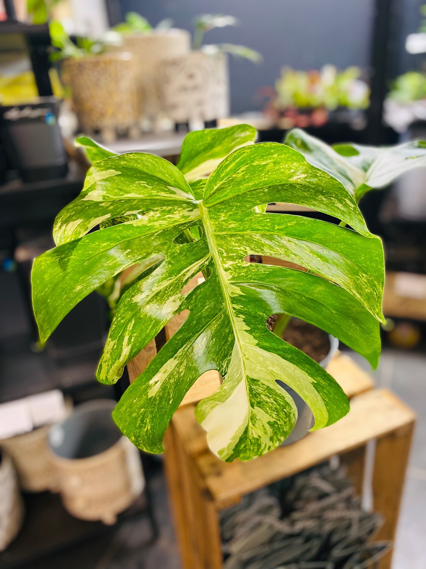 Monstera Variegata - Mye - 1