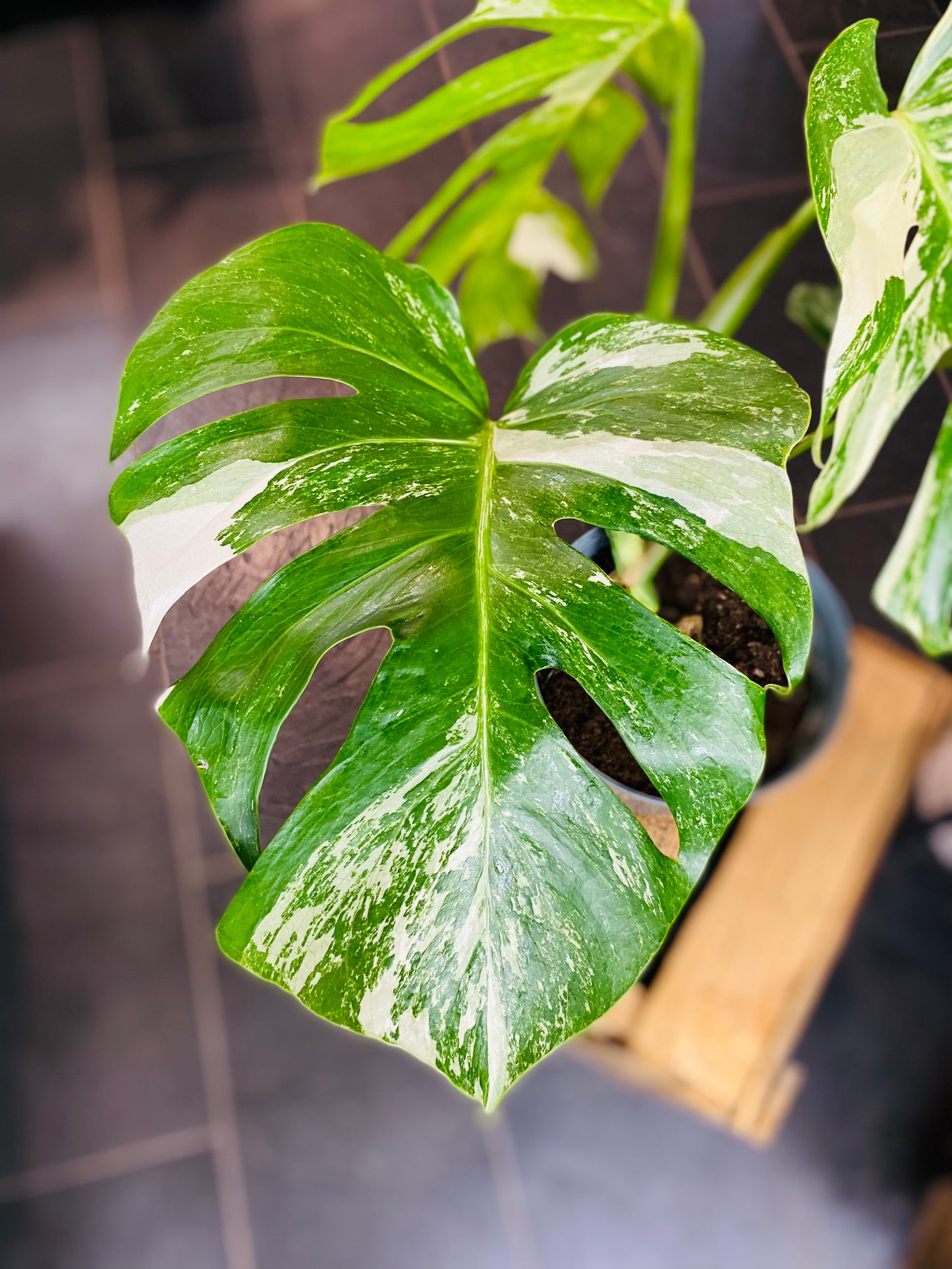 Monstera Variegata - Mye - 1
