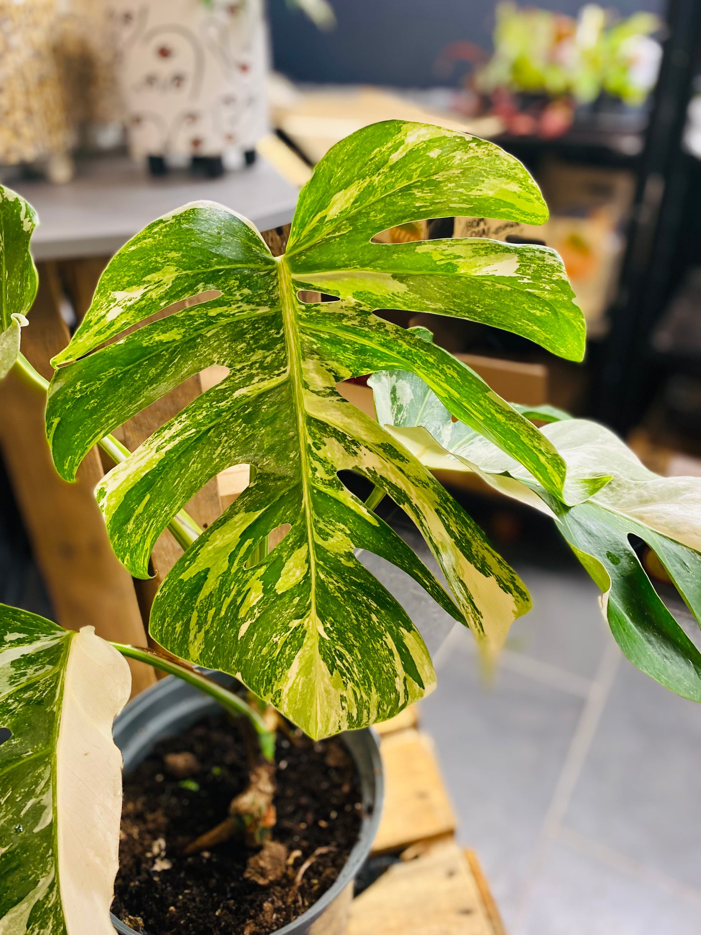 Monstera Variegata - Mye - 2