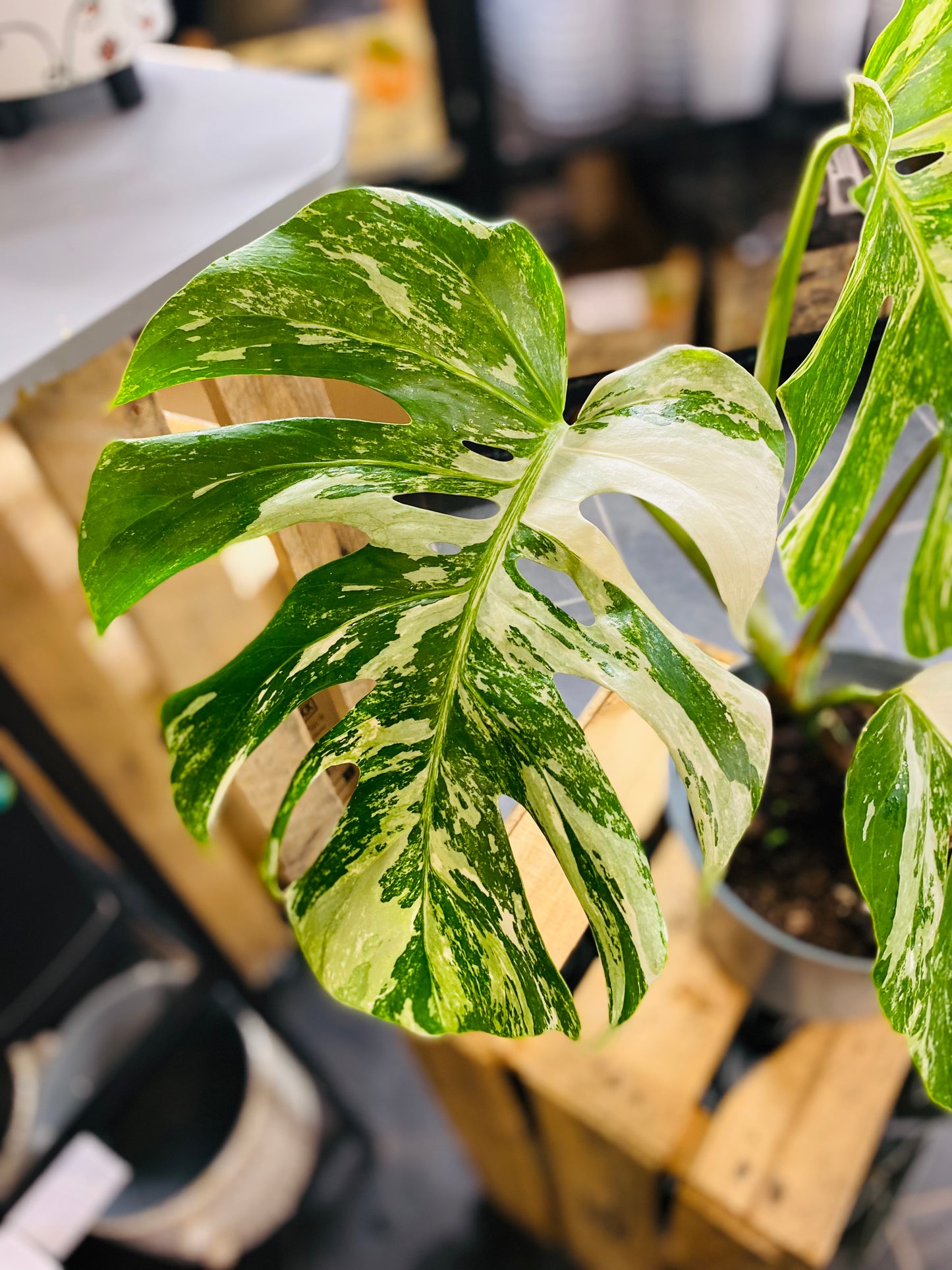 Monstera Variegata - Mye - 2