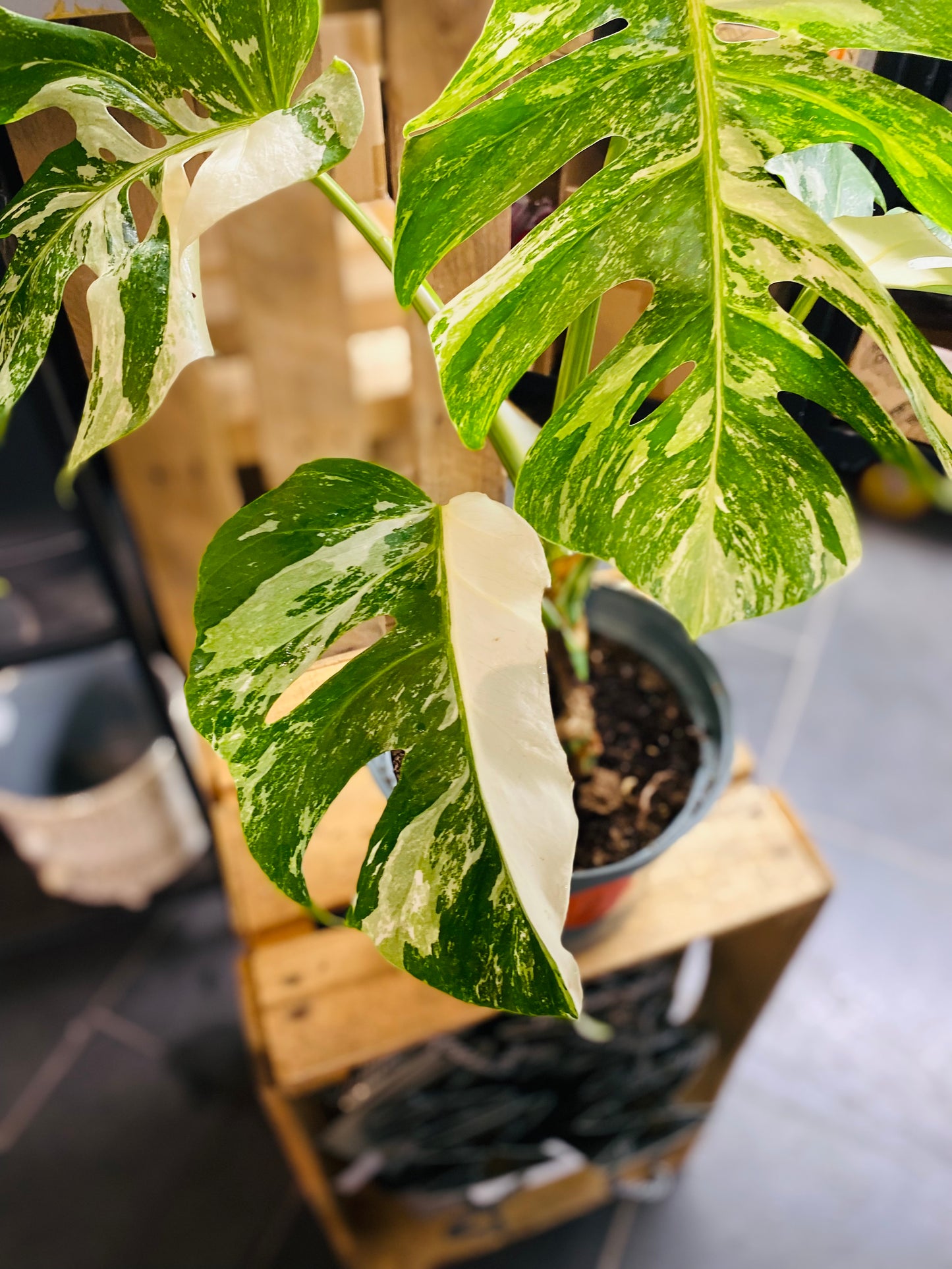 Monstera Variegata - Mye - 2