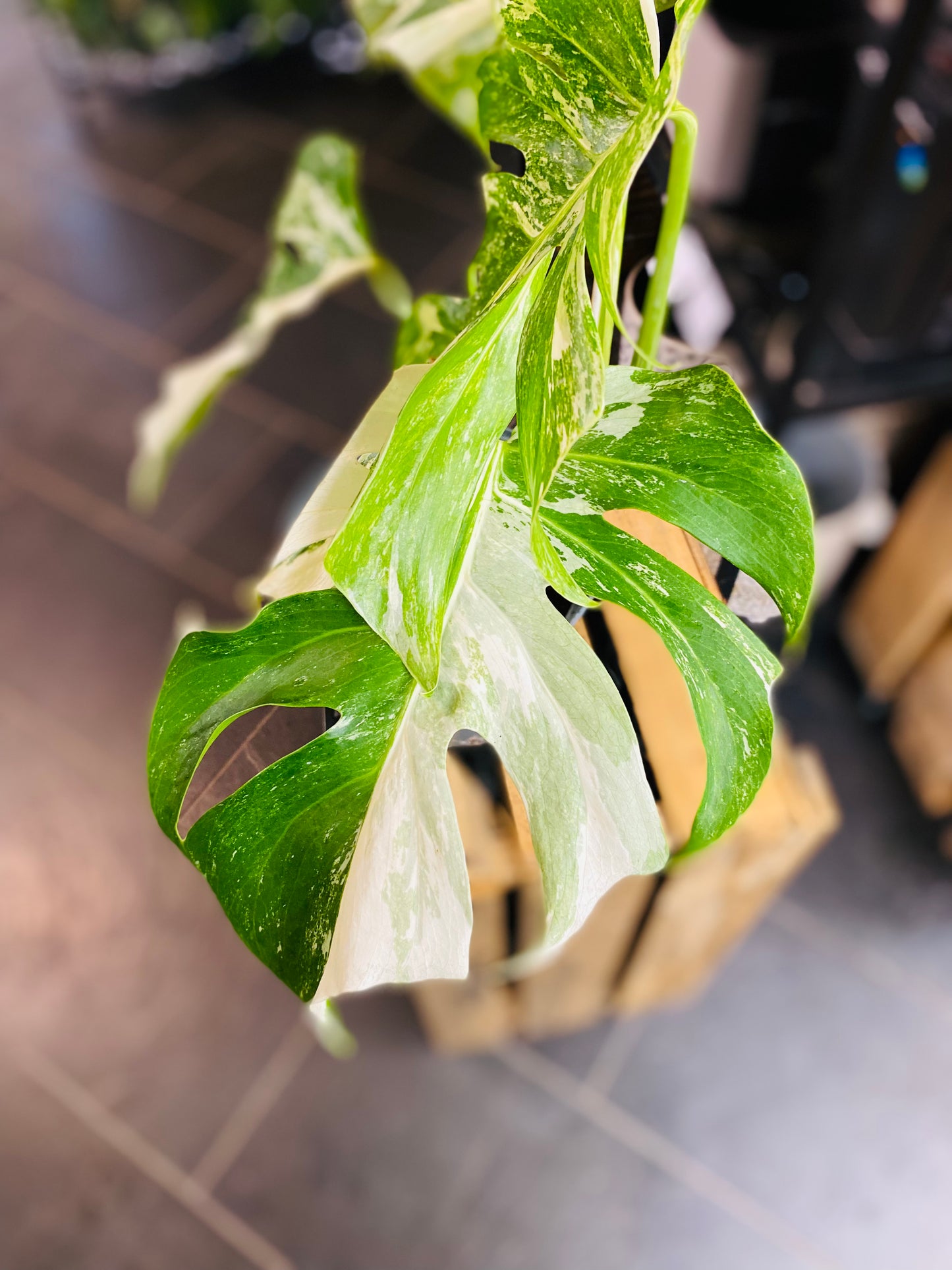 Monstera Variegata - Mye - 2