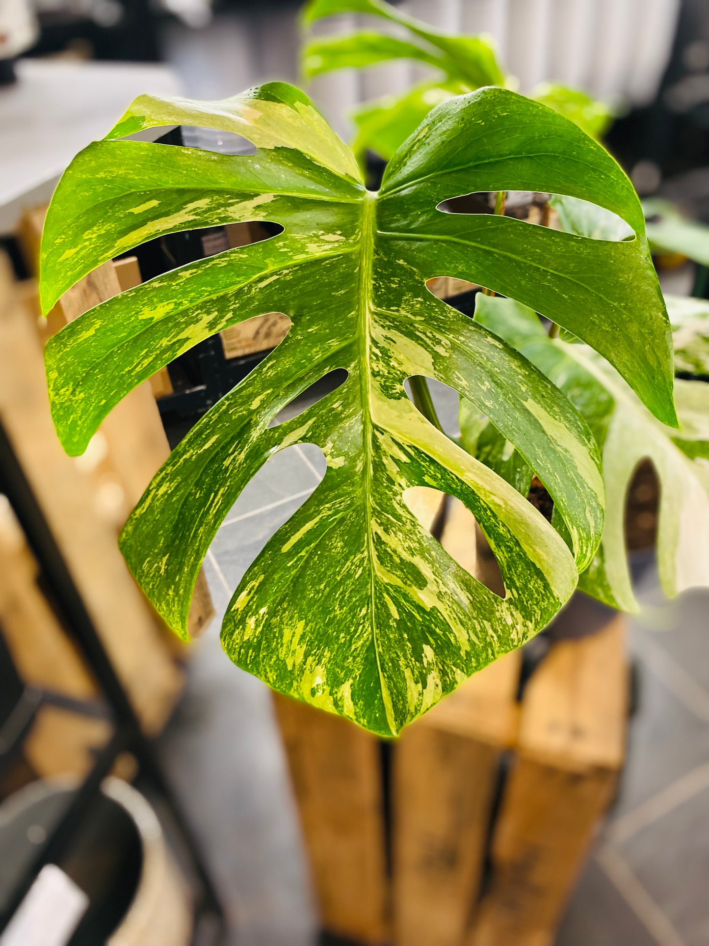 Monstera Variegata - Mye - 3