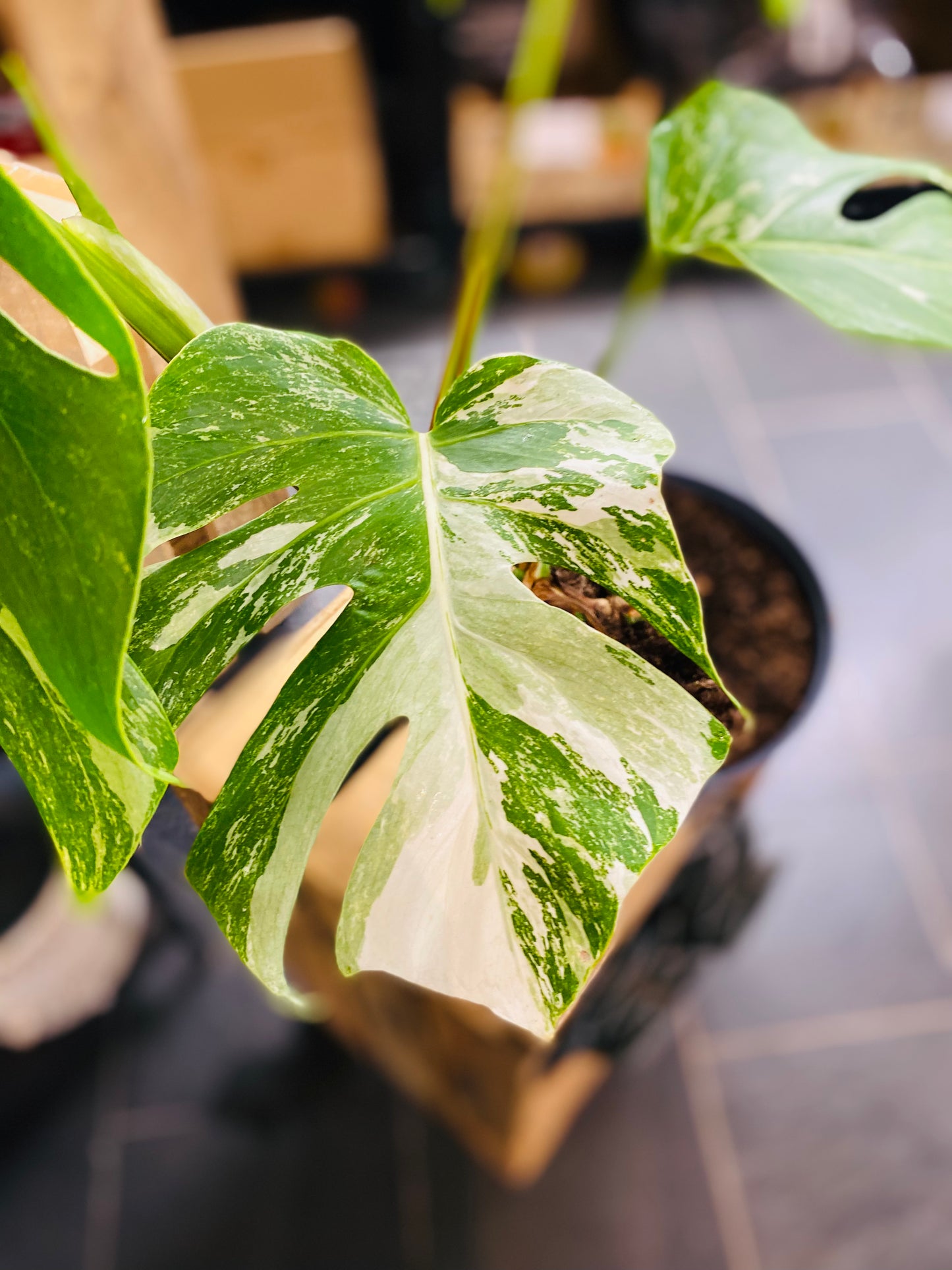 Monstera Variegata - Mye - 3