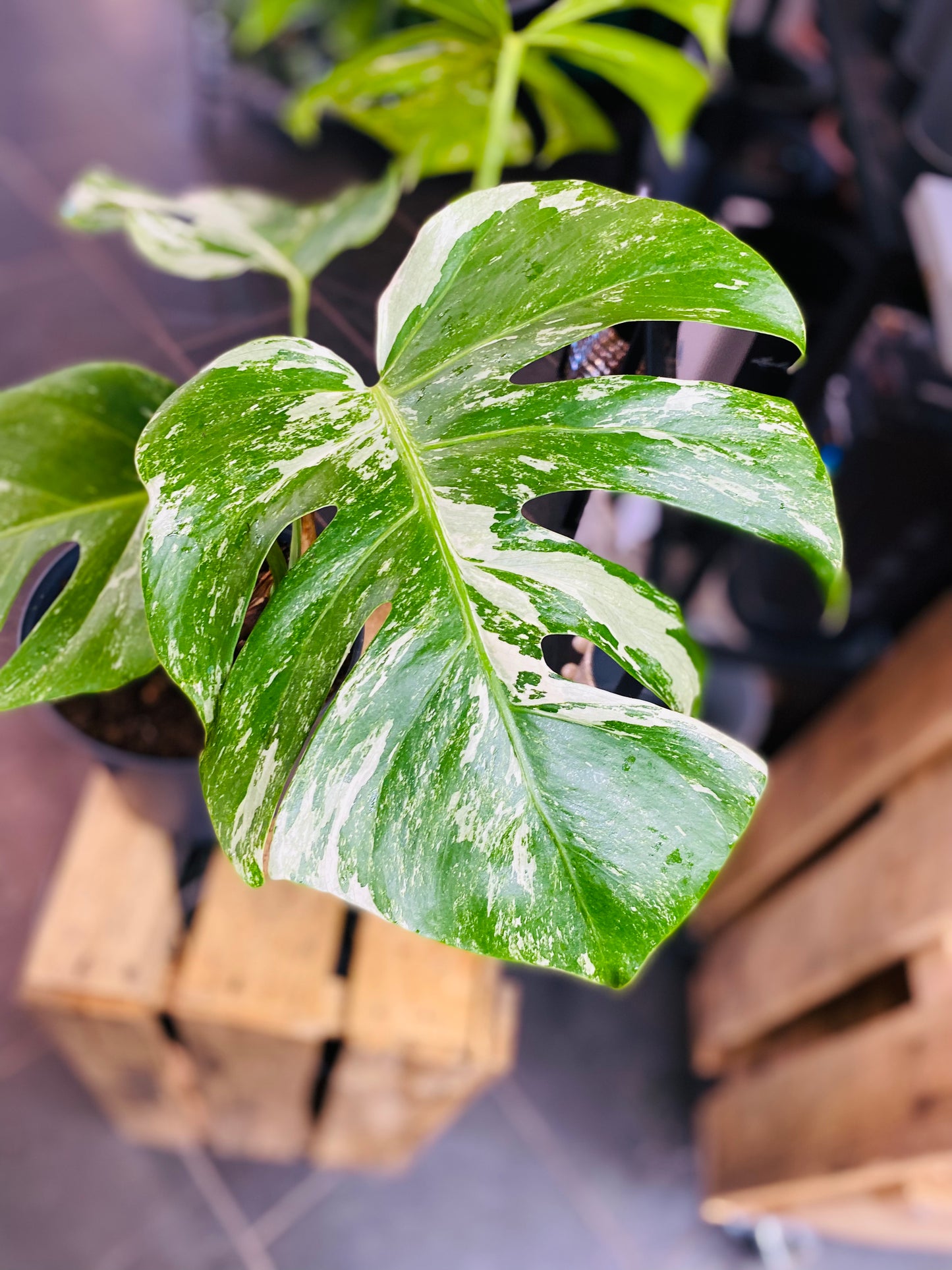 Monstera Variegata - Mye - 3