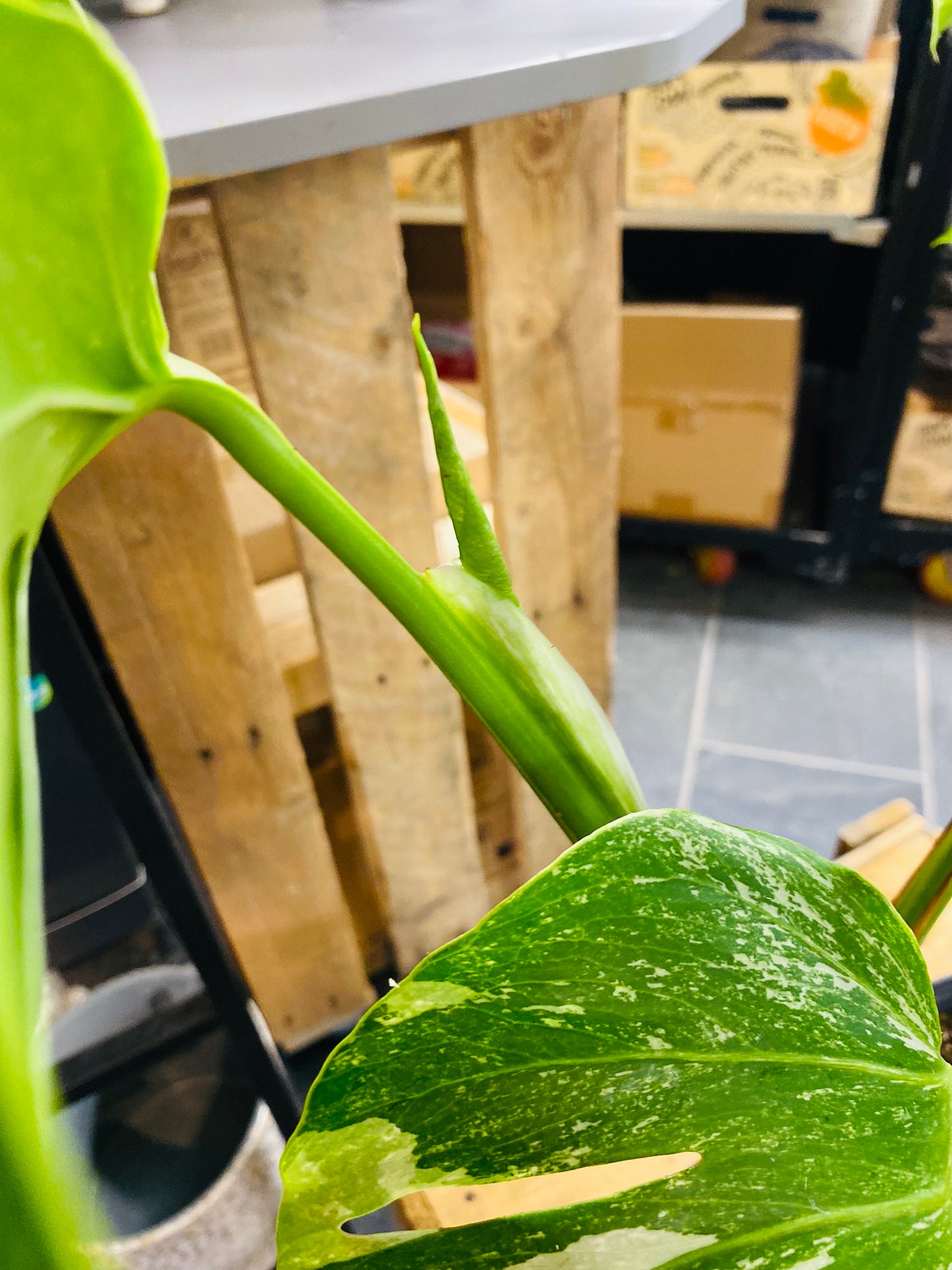 Monstera Variegata - Mye - 3