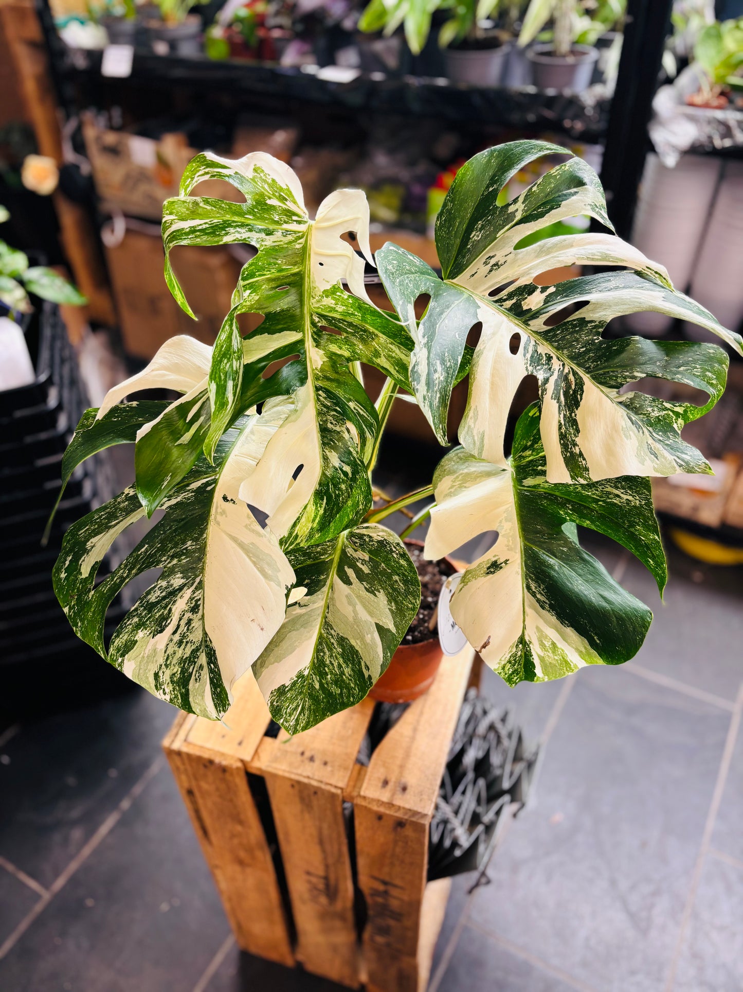 Monstera Variegata - Mye - 6