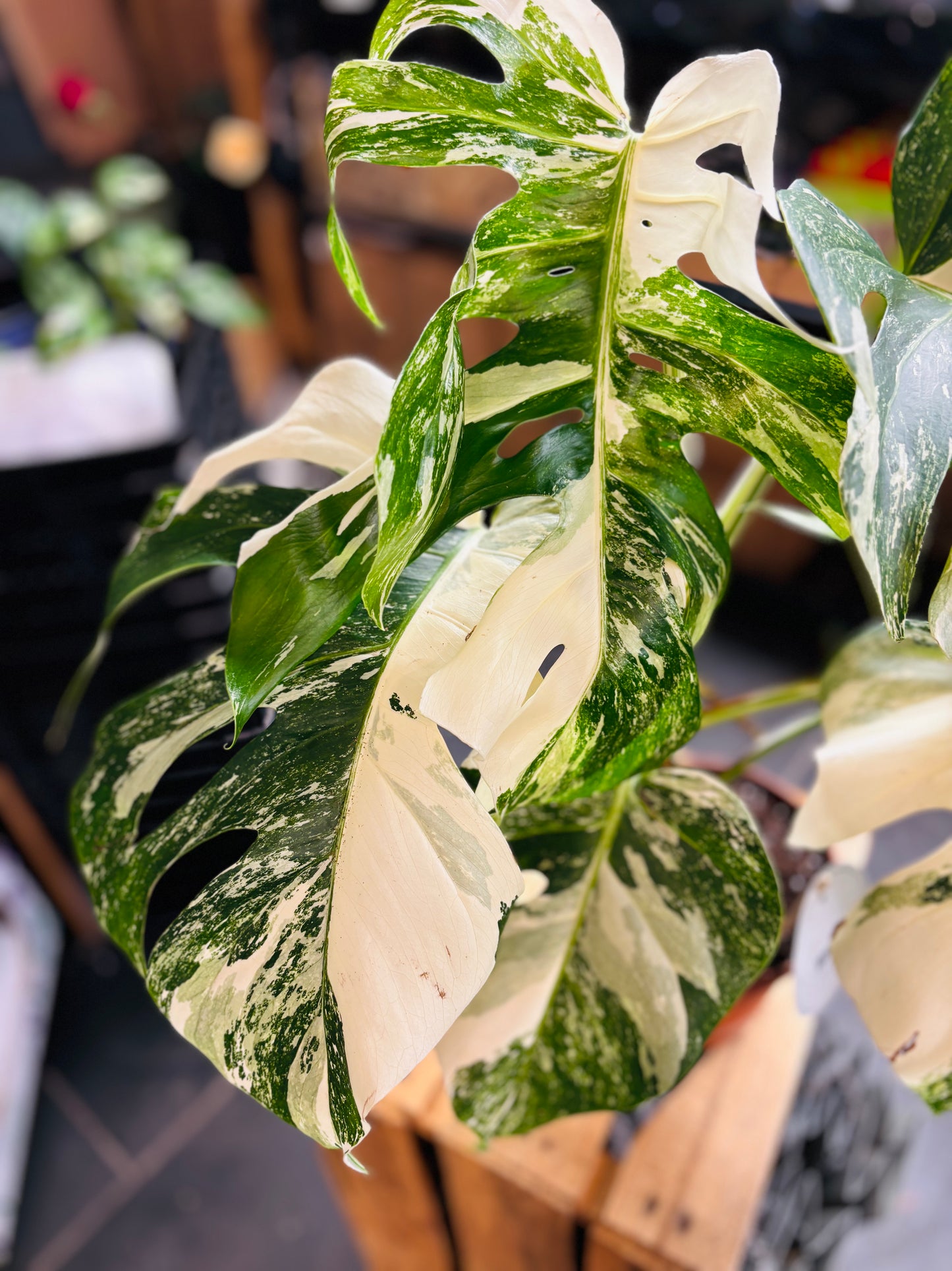 Monstera Variegata - Mye - 6