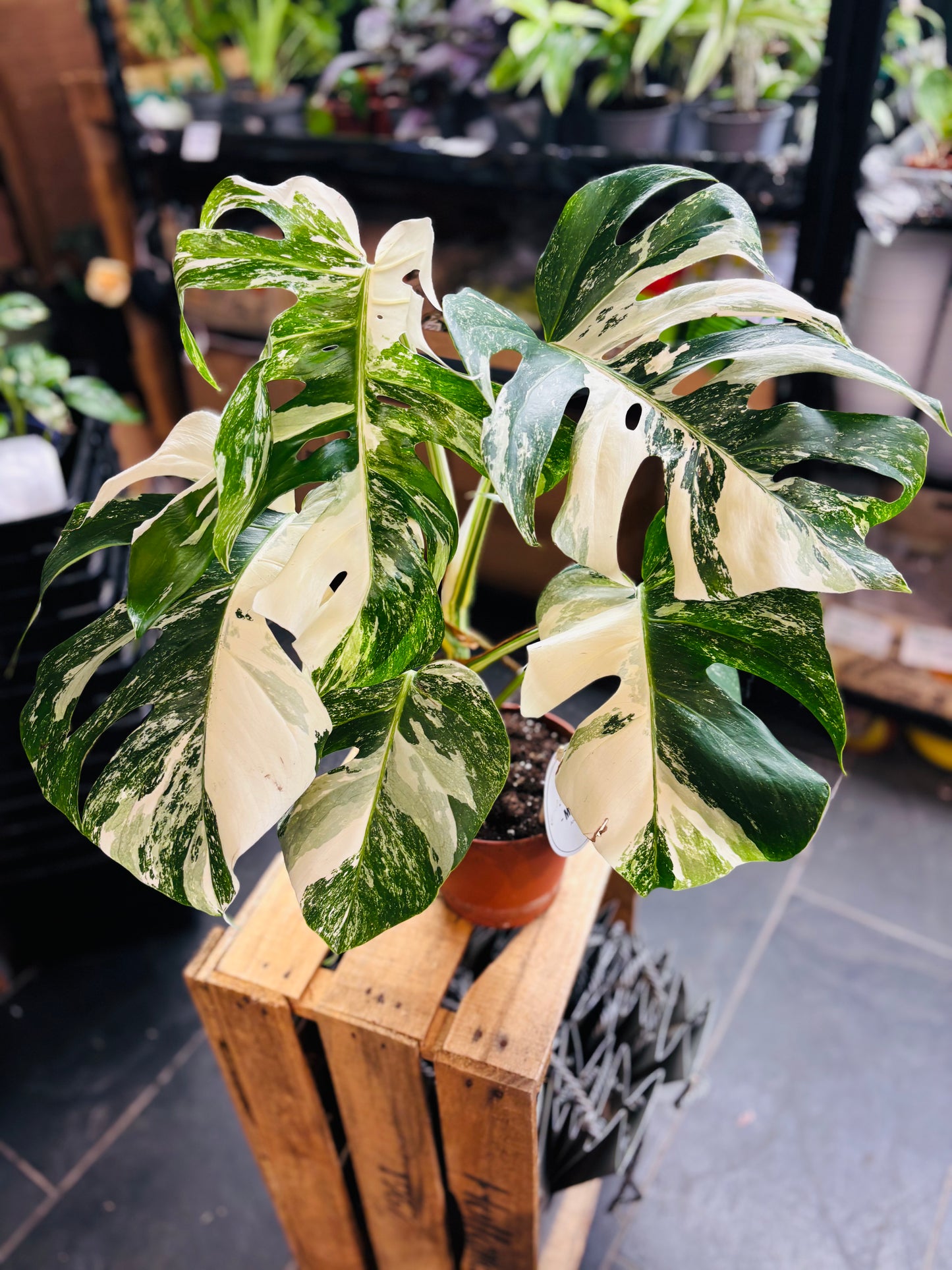 Monstera Variegata - Mye - 6