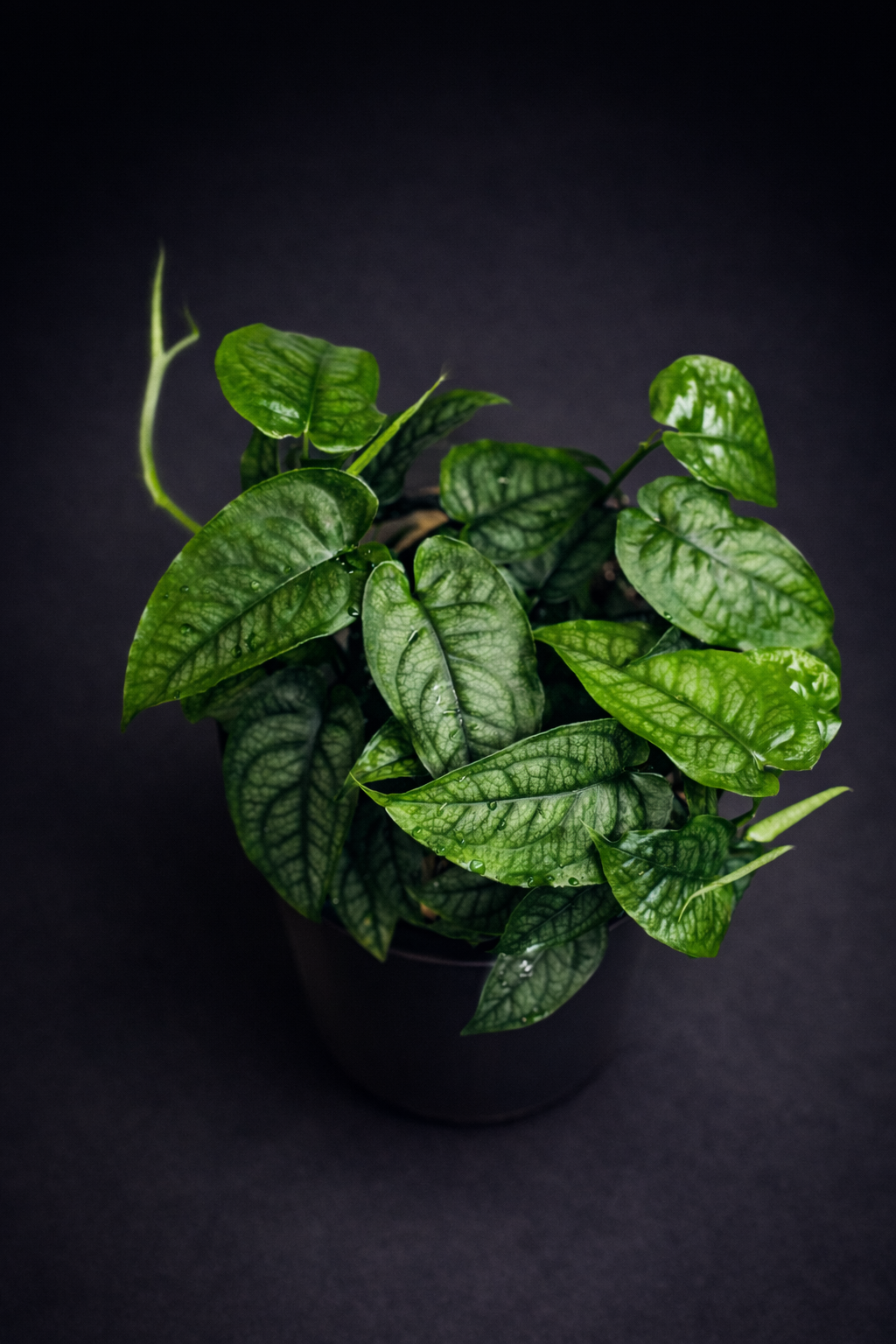 Monstera Siltepecana