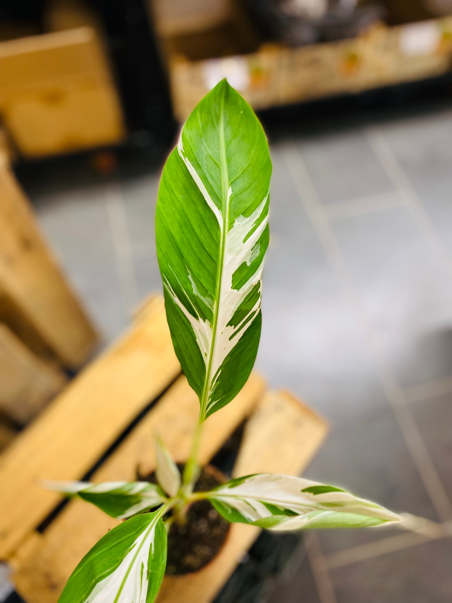 Musa Florida Variegata - 1