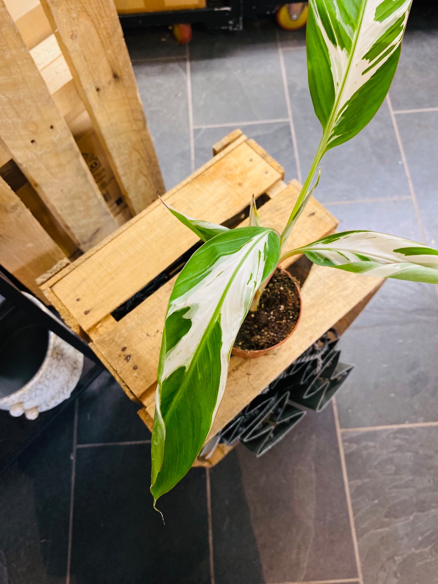 Musa Florida Variegata - 1