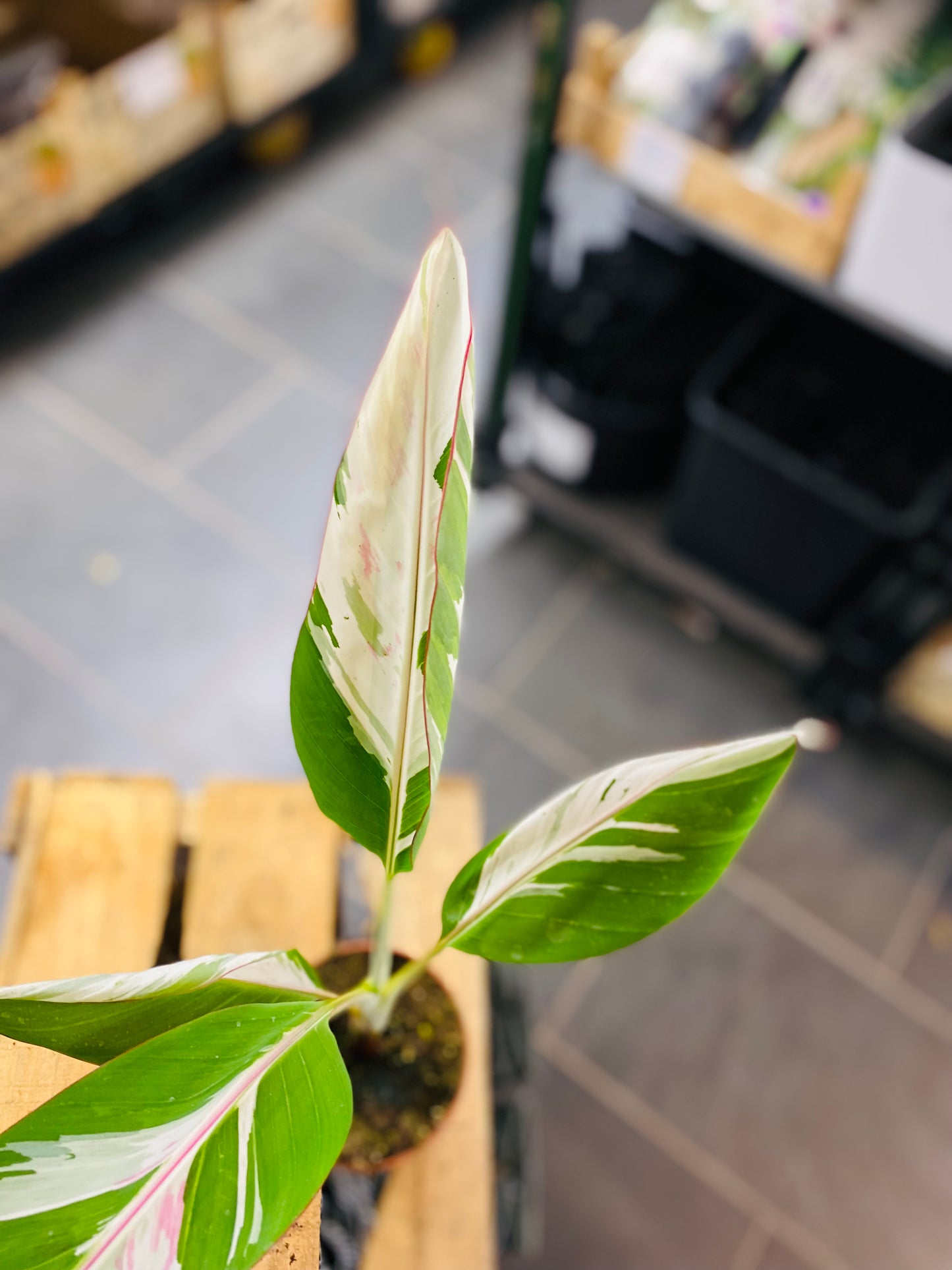 Musa Florida Variegata - 2