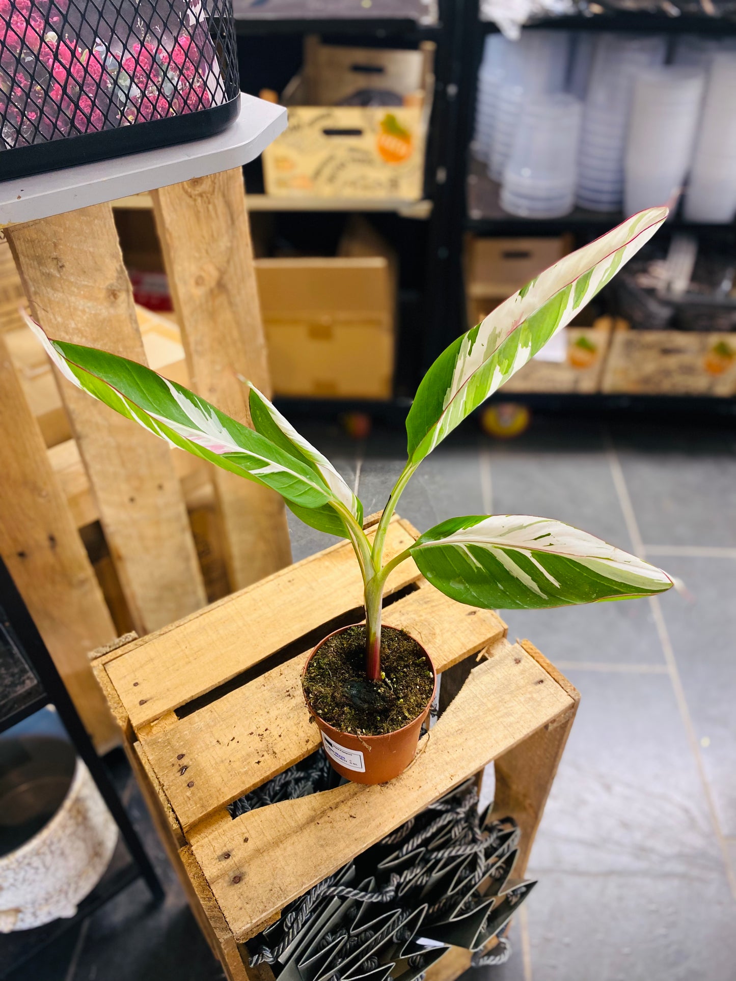 Musa Florida Variegata - 2