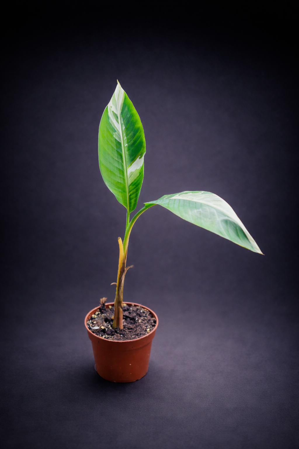 Musa Florida Variegata - 1