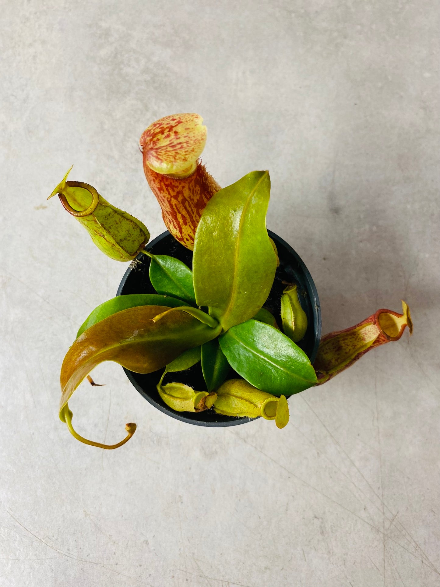 Nepenthes Gaya