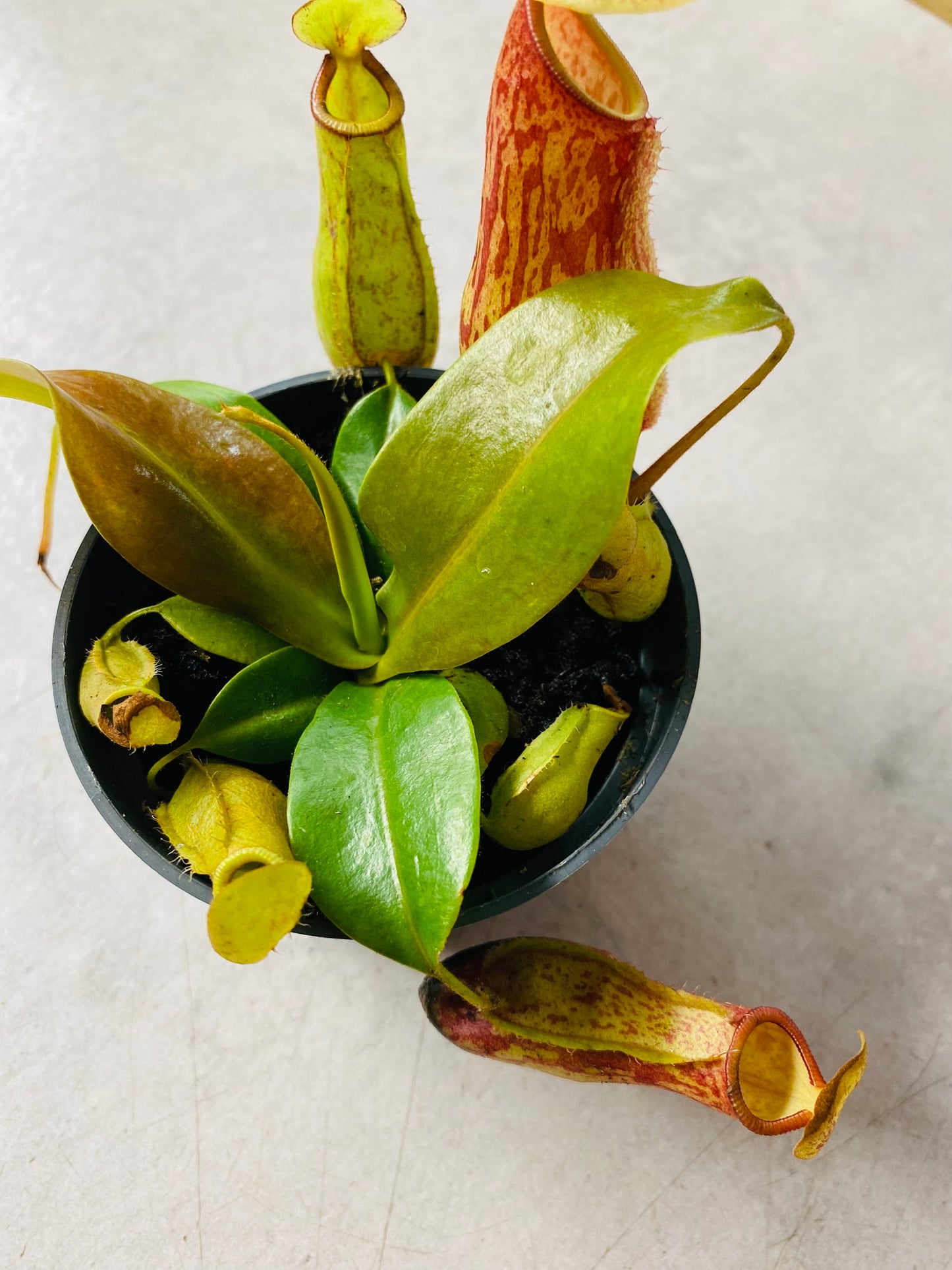 Nepenthes Gaya