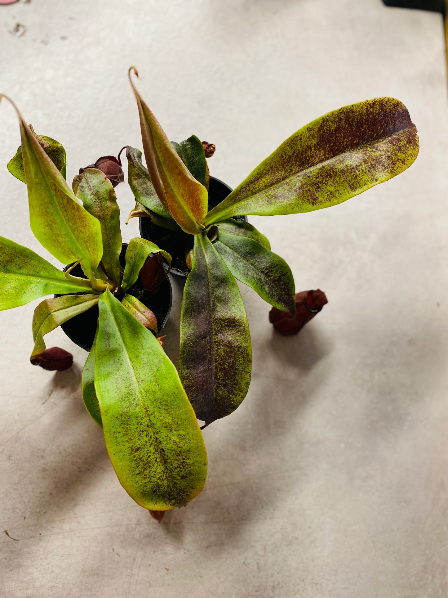 Nepenthes Ventricosa X Ampullaria 'Black Miracle',