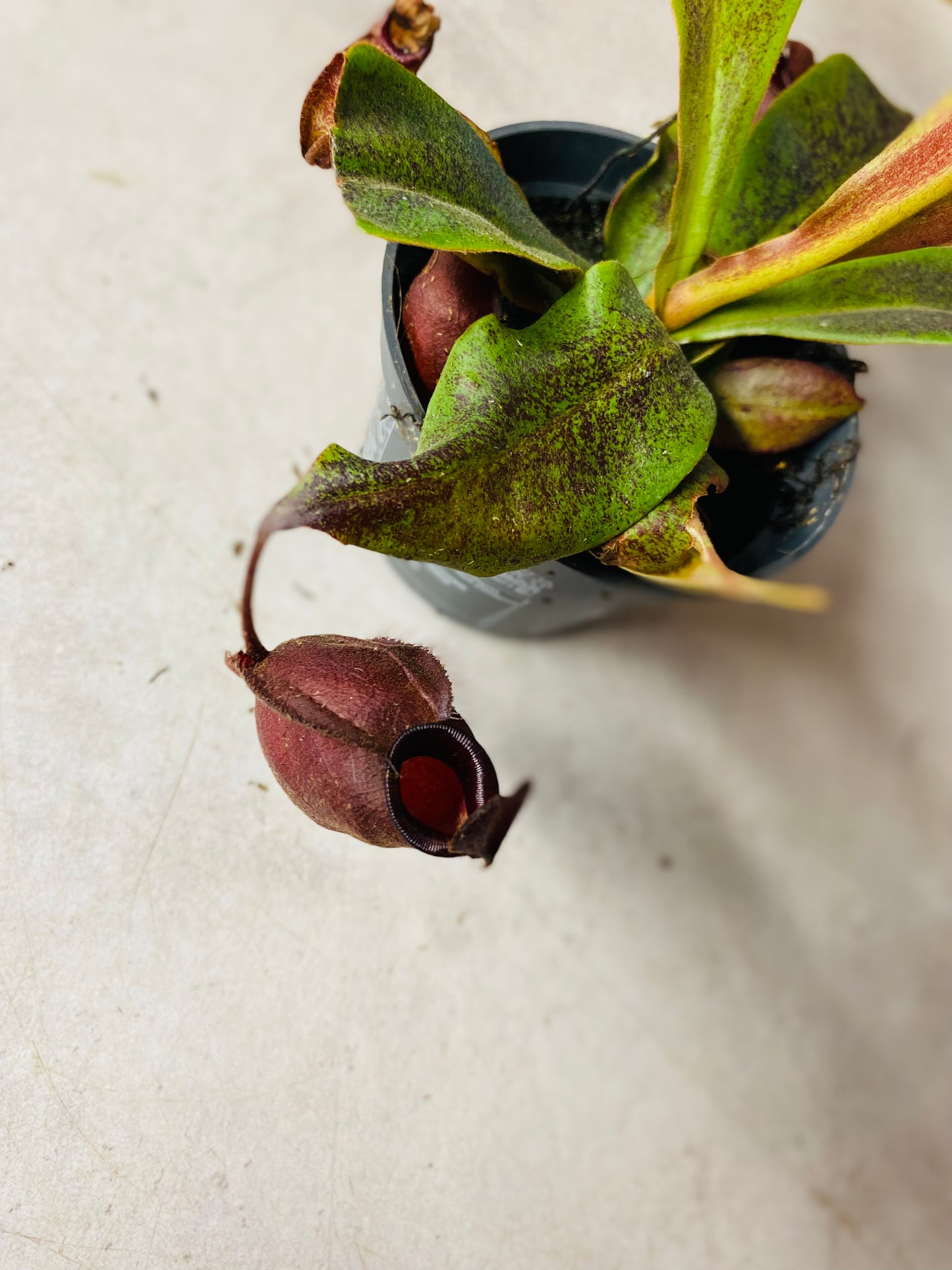 Nepenthes Ventricosa X Ampullaria 'Black Miracle',