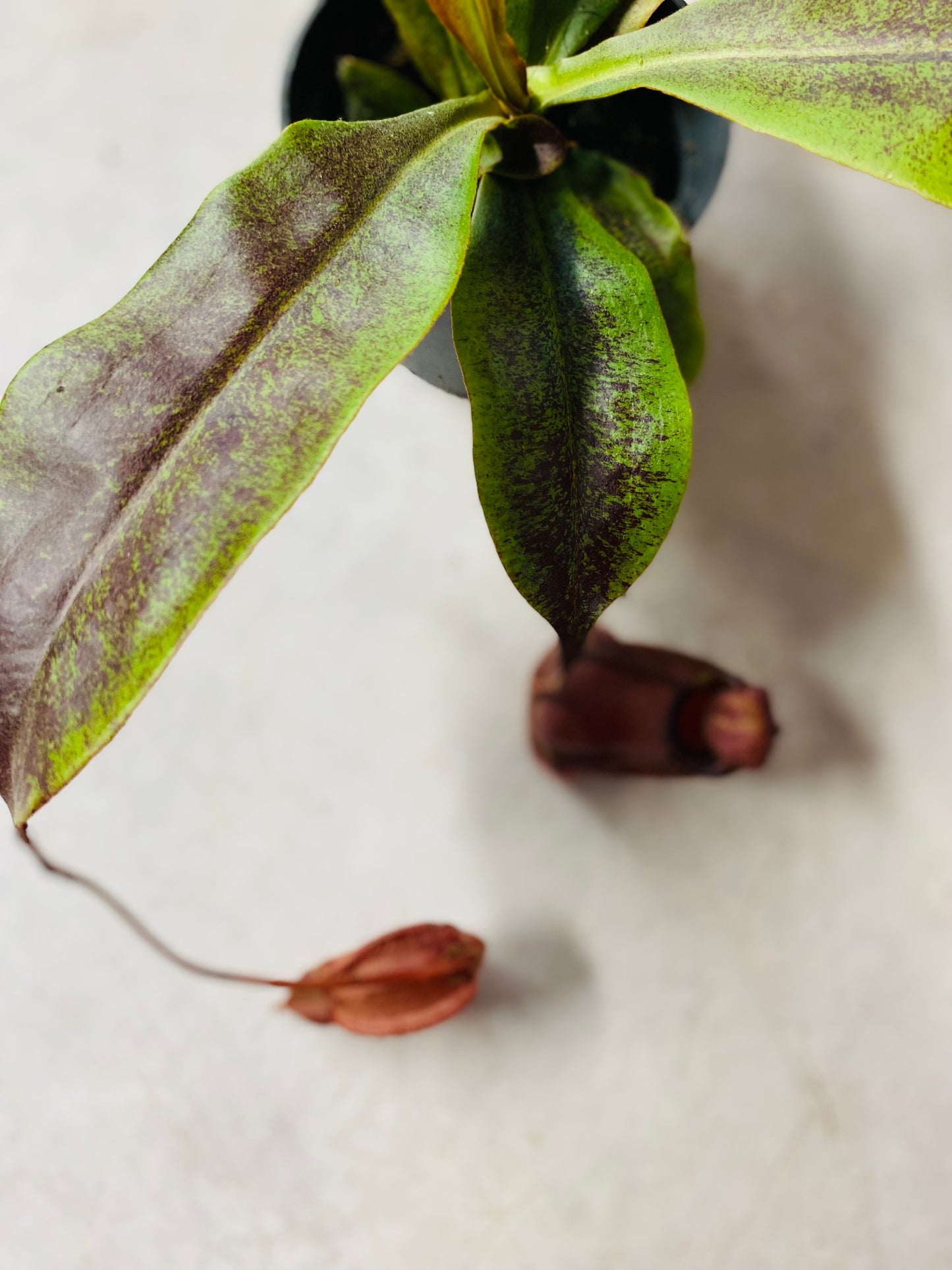 Nepenthes Ventricosa X Ampullaria 'Black Miracle',