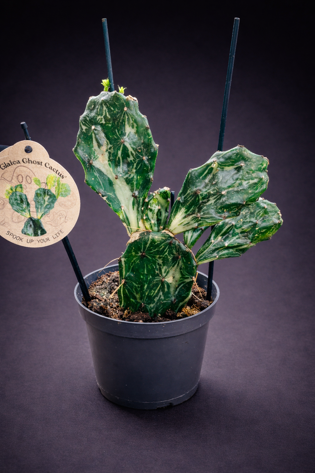 Opuntia Jamaicensis Ghost